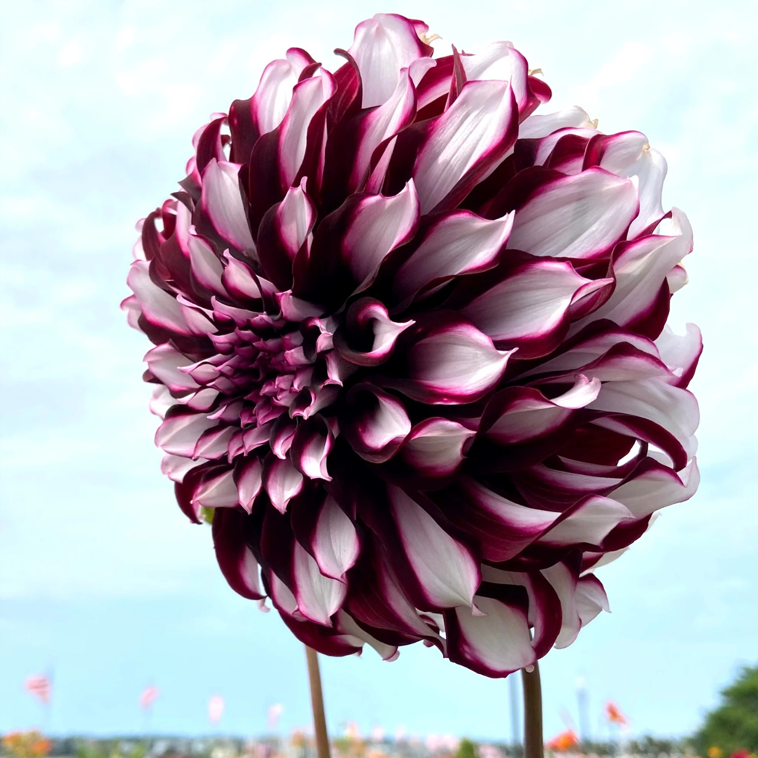 Close-up of a large purple and white flower with a clear blue sky in the background.