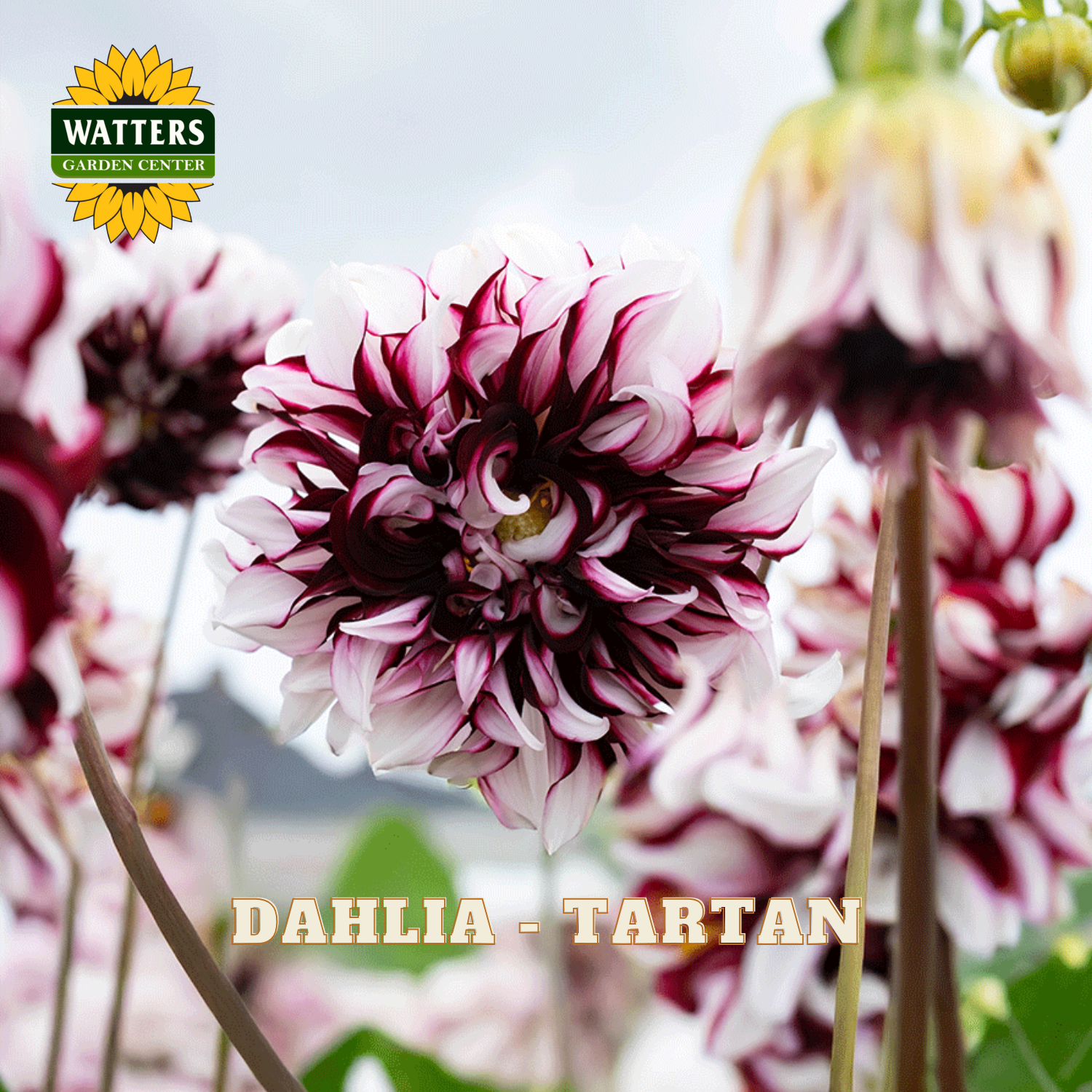 Pink and white dahlia flowers with 'Watters Garden Center' logo.