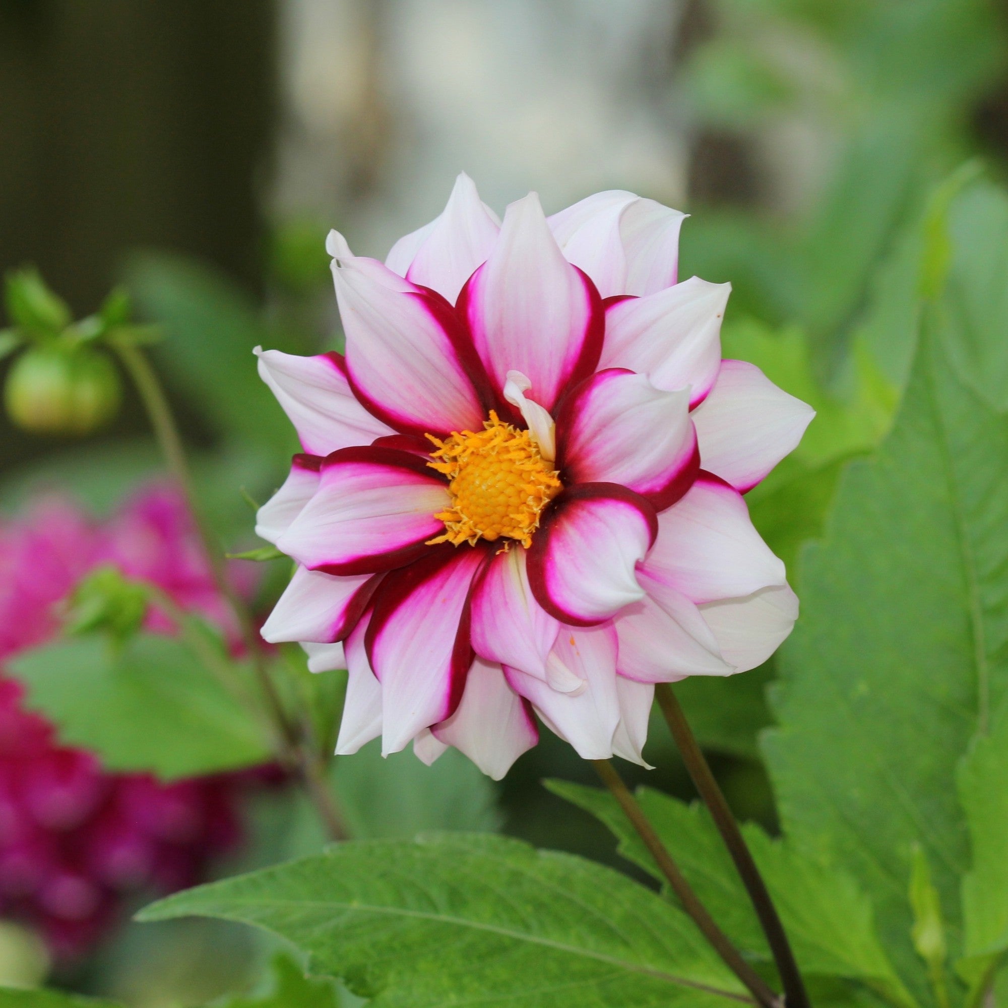 Dahlia - Edge of Joy – Watters Garden Center