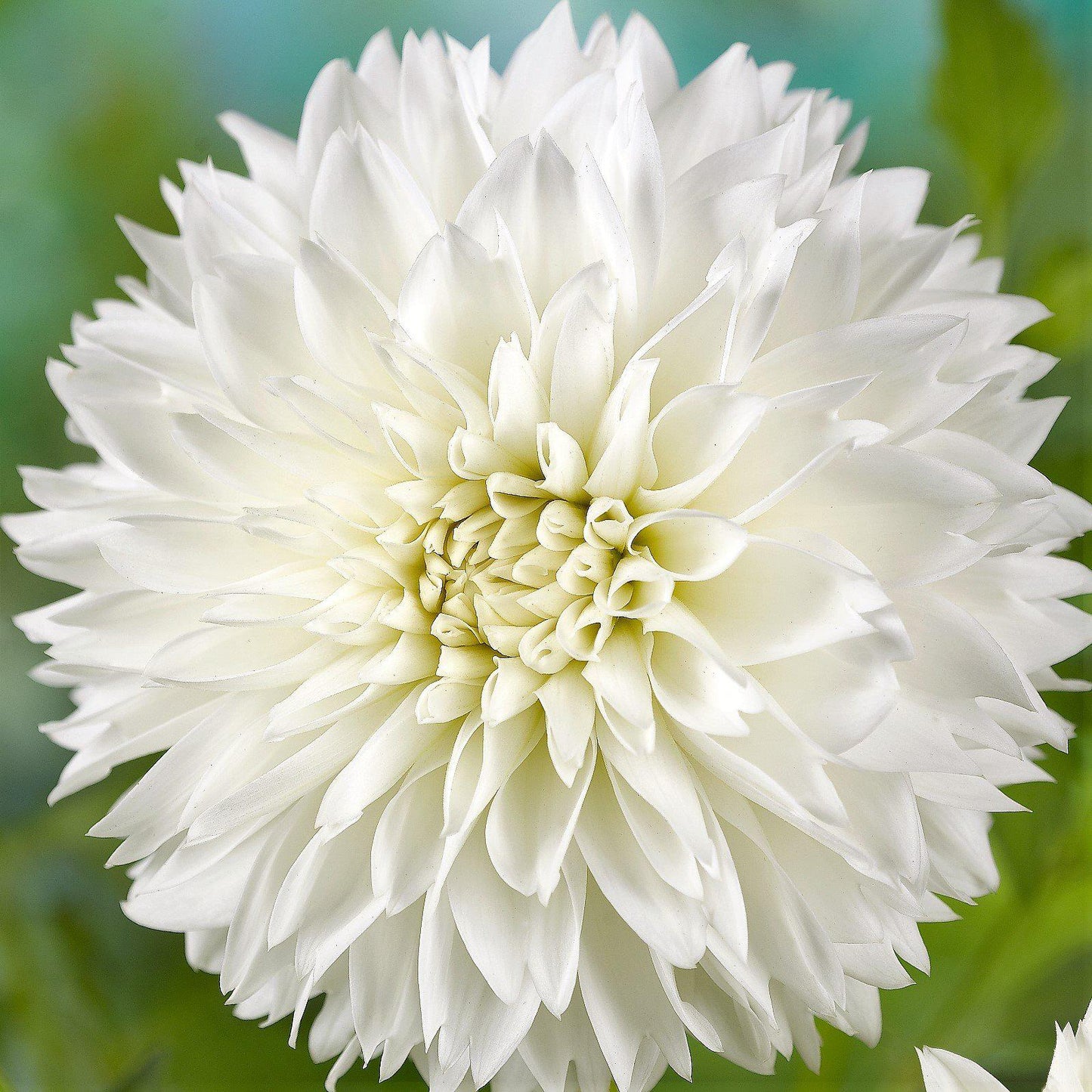 Dahlia - Fubuki Myama