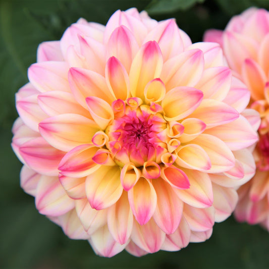 Dahlia - Gallery Secret Glow