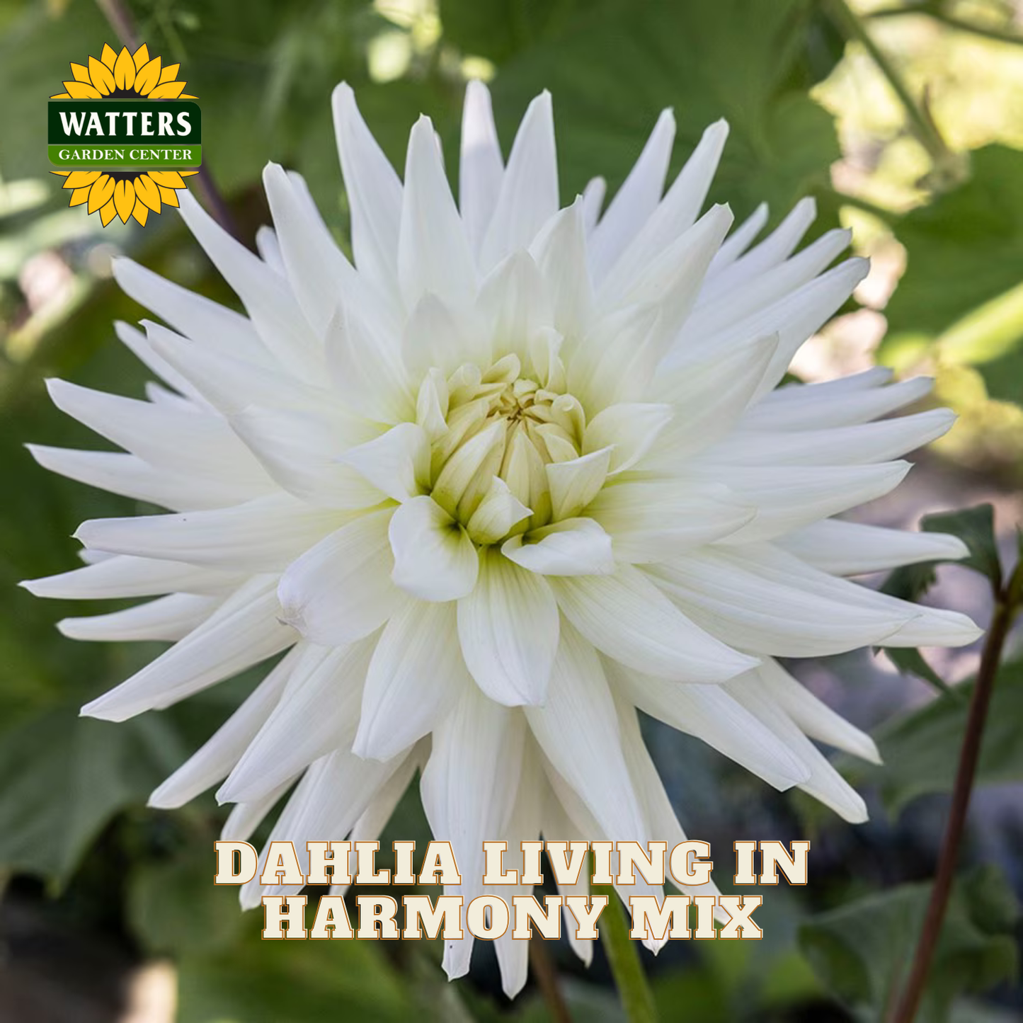White dahlia flower with 'Watters Garden Center' logo and text overlay.