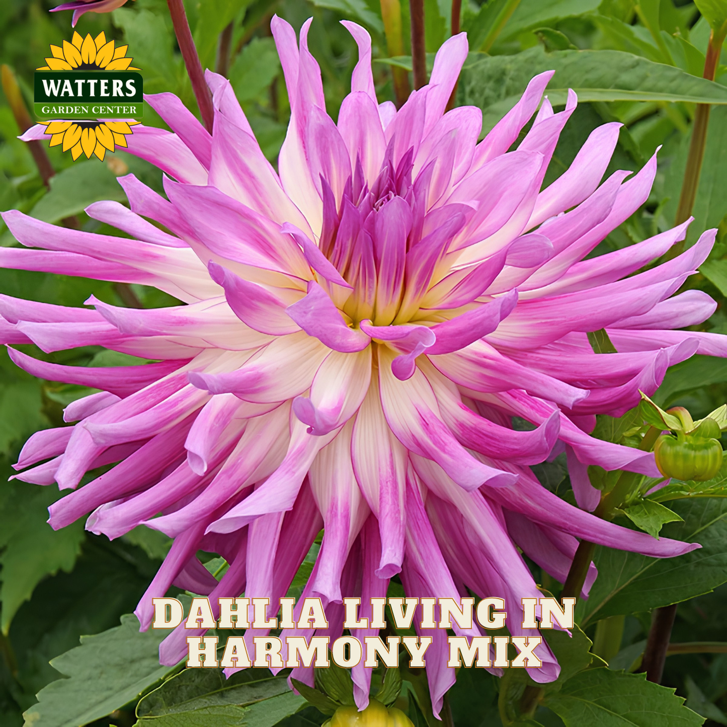 Pink and white dahlia flower with 'Watters Garden Center' logo in the corner.