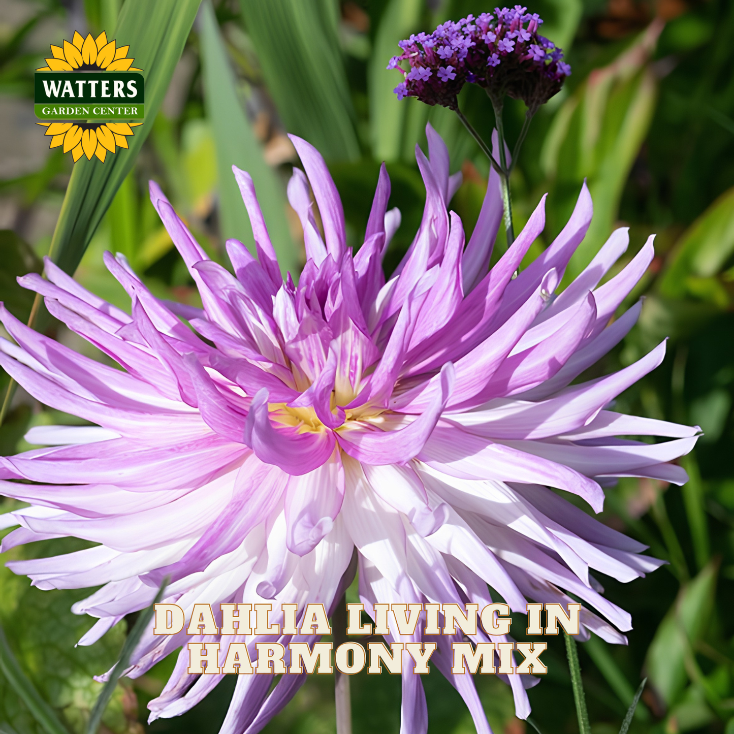 Purple dahlia flower with green leaves and Watters Garden Center logo.