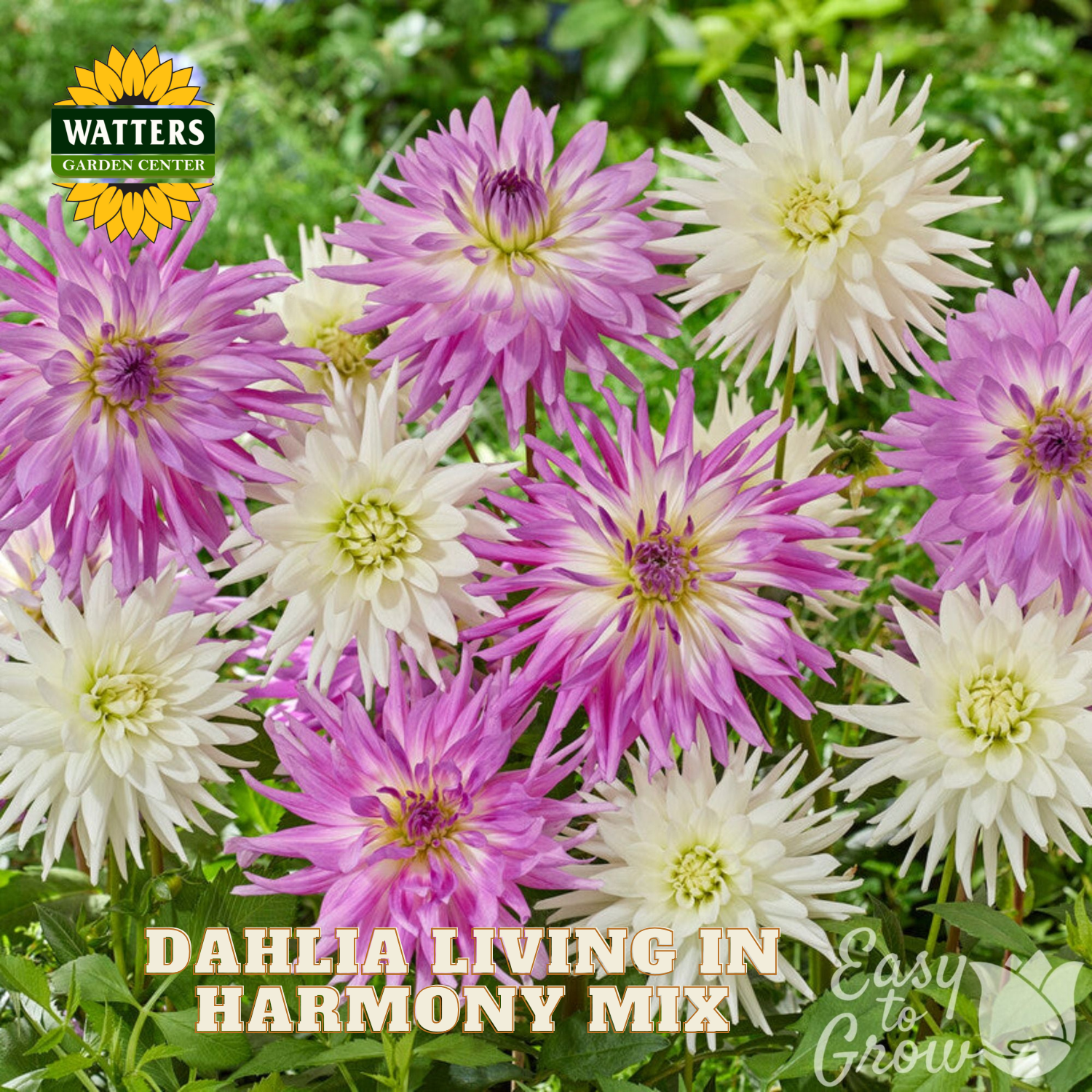 Dahlia flowers in pink and white with Watters Garden Center logo.