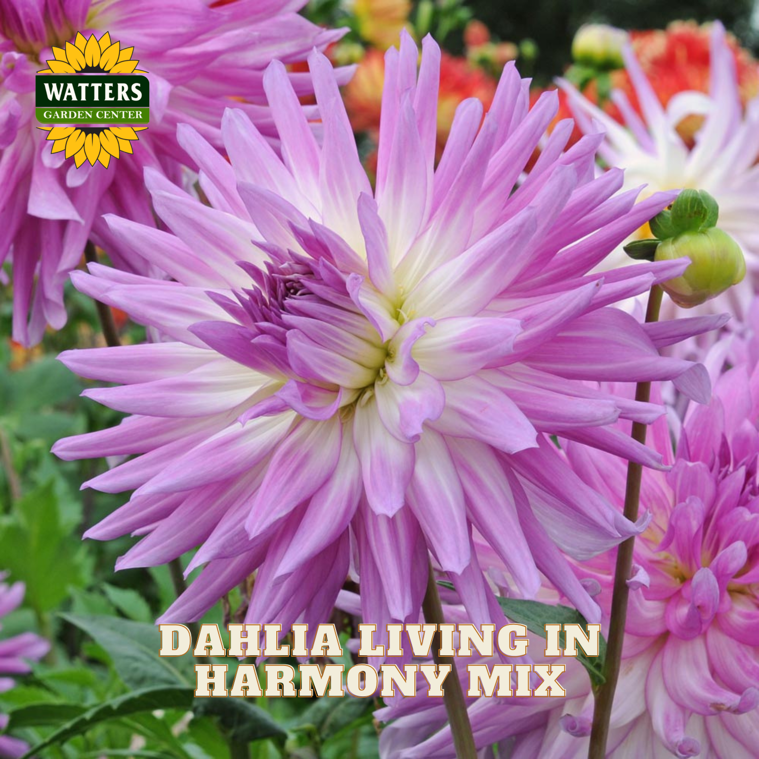 Pink dahlia flower with 'Watters Garden Center' logo and text overlay.