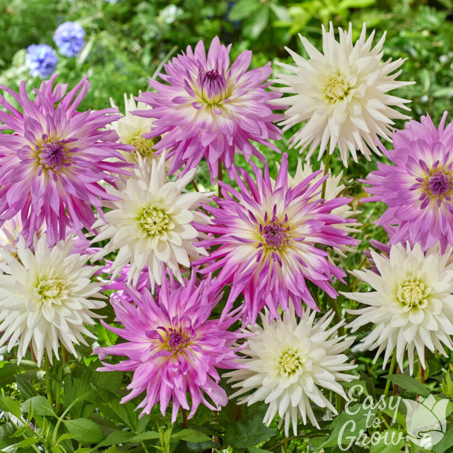 Colorful flowers with 'Easy to Grow' text in a garden setting