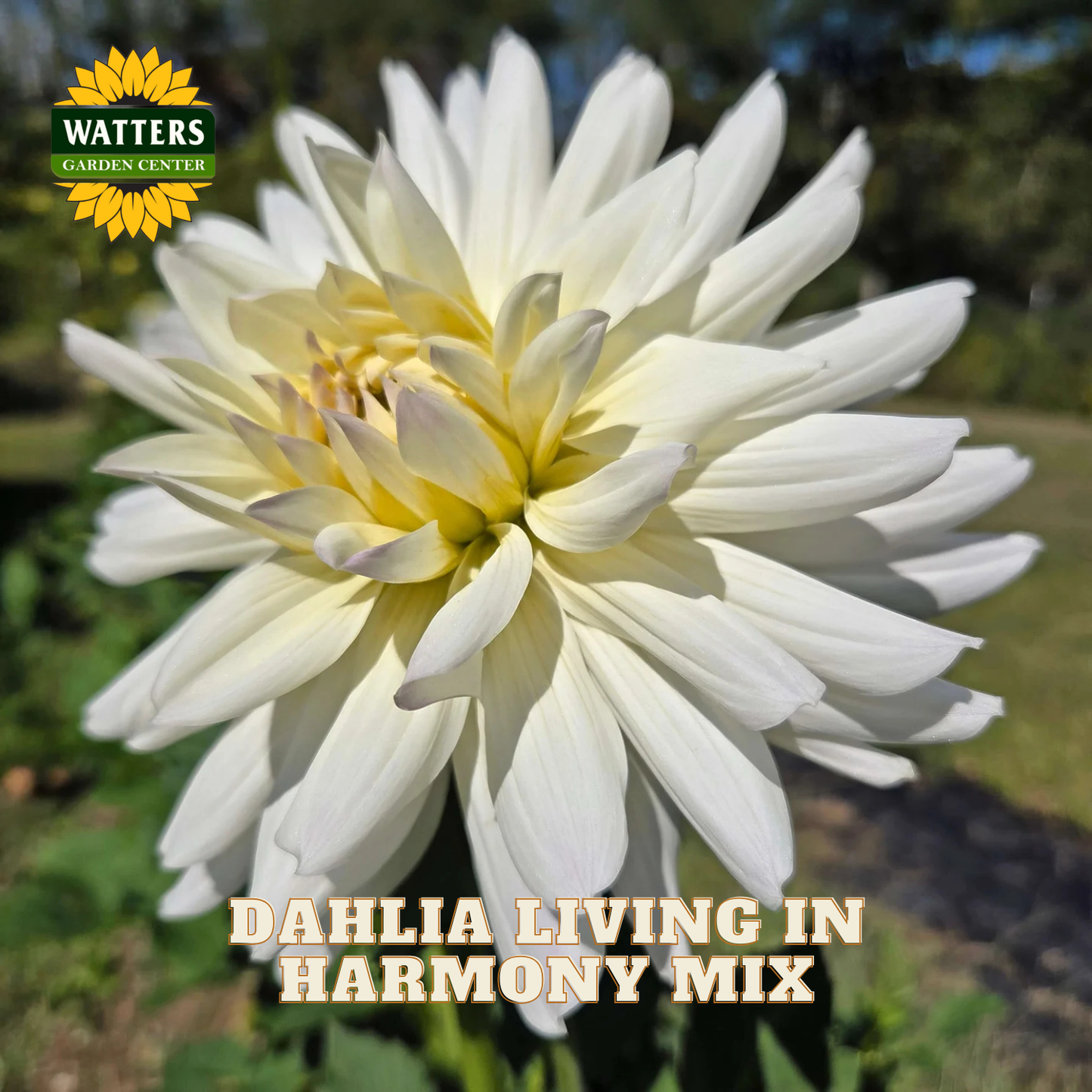 White dahlia flower with 'Watters Garden Center' logo and text overlay.