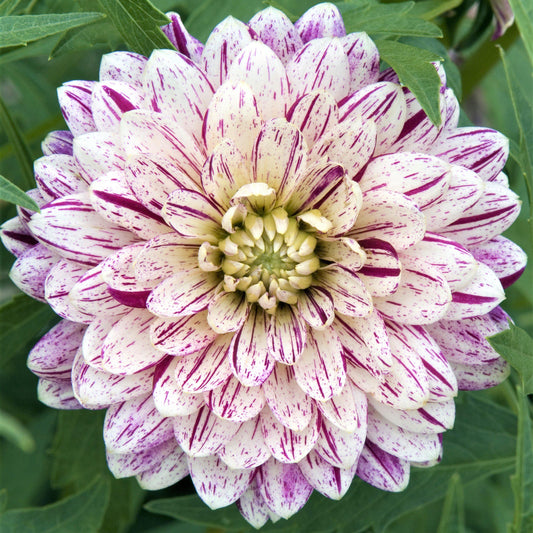 Dahlia - Smokey