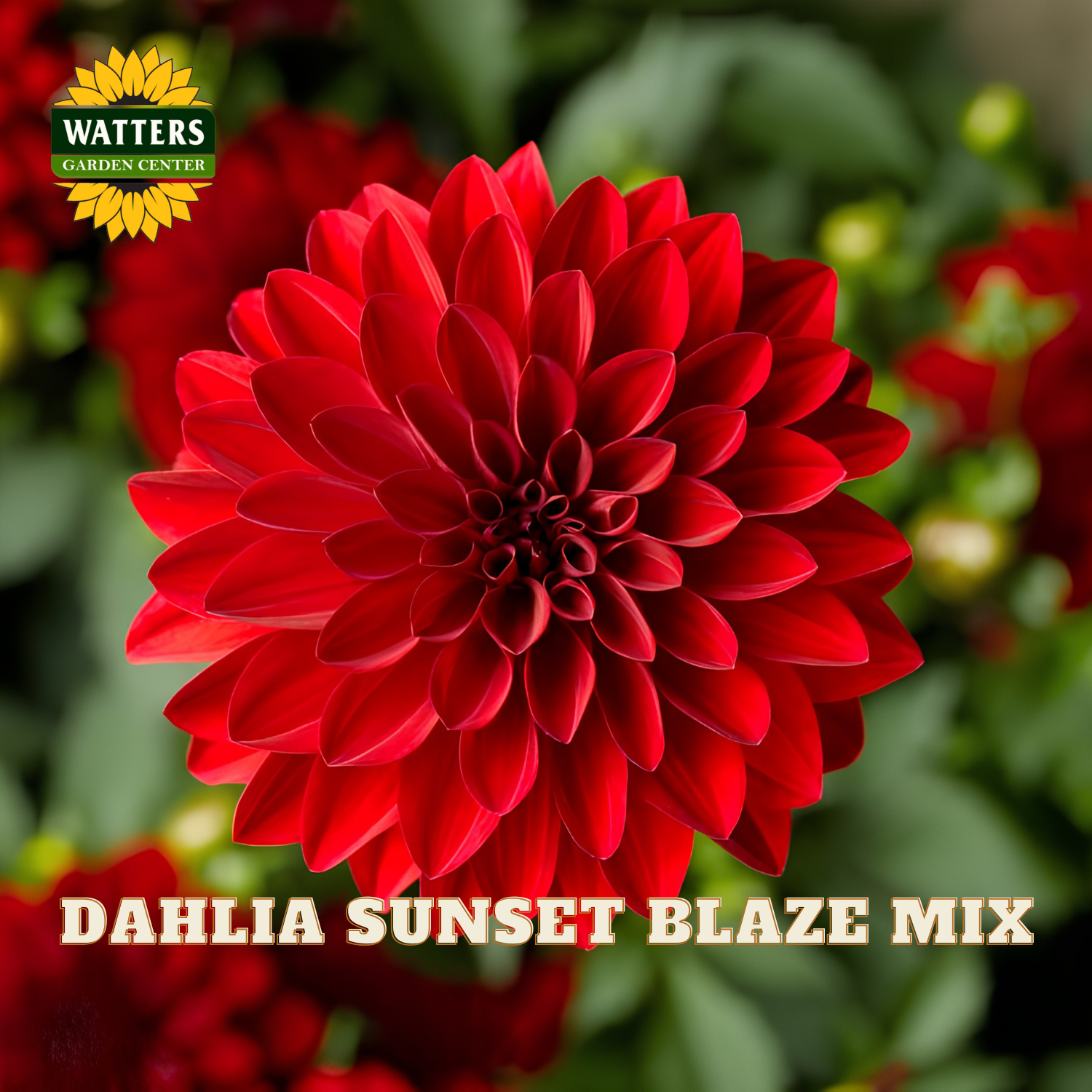 Red dahlia flower with 'Watters Garden Center' logo and 'Dahlia Sunset Blaze Mix' text.