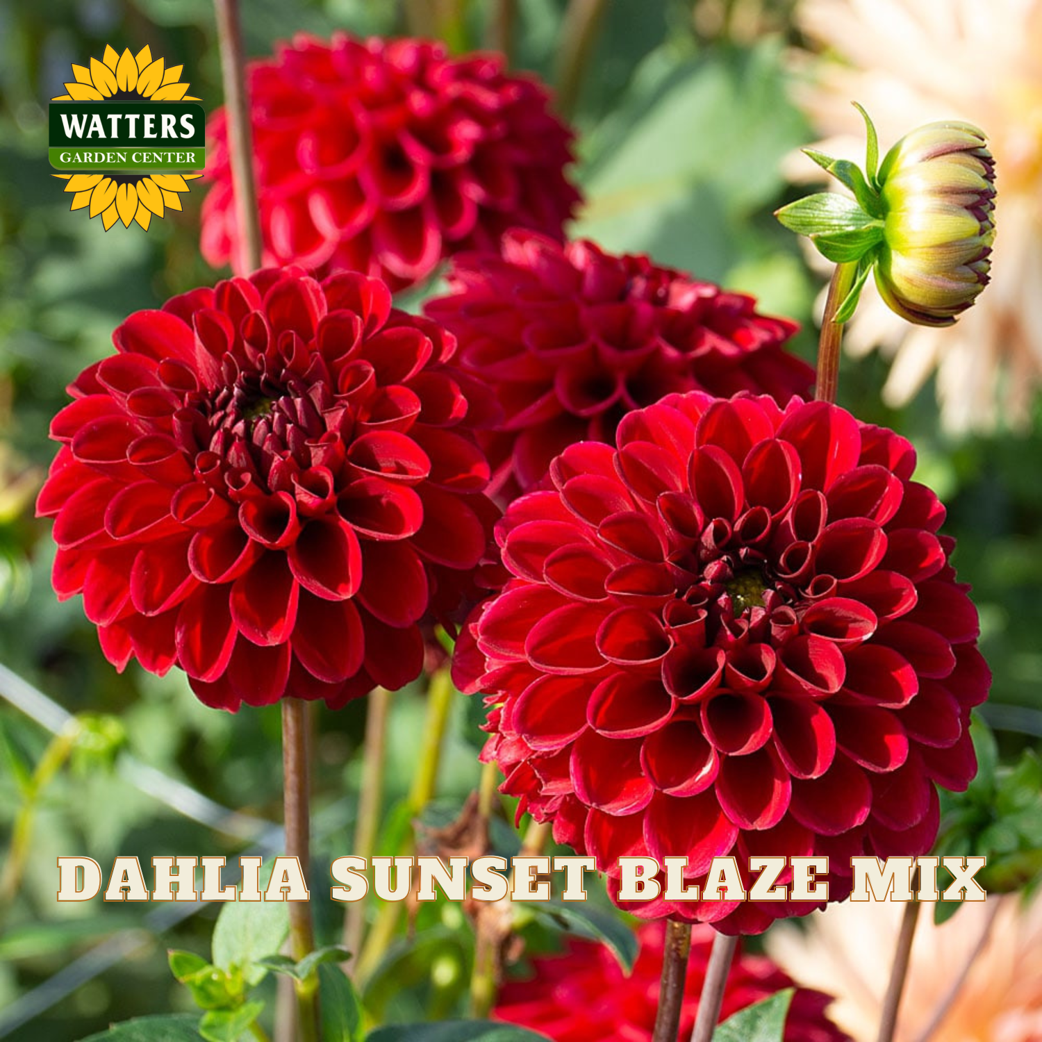 Red dahlias with a Watters Garden Center logo in the corner.