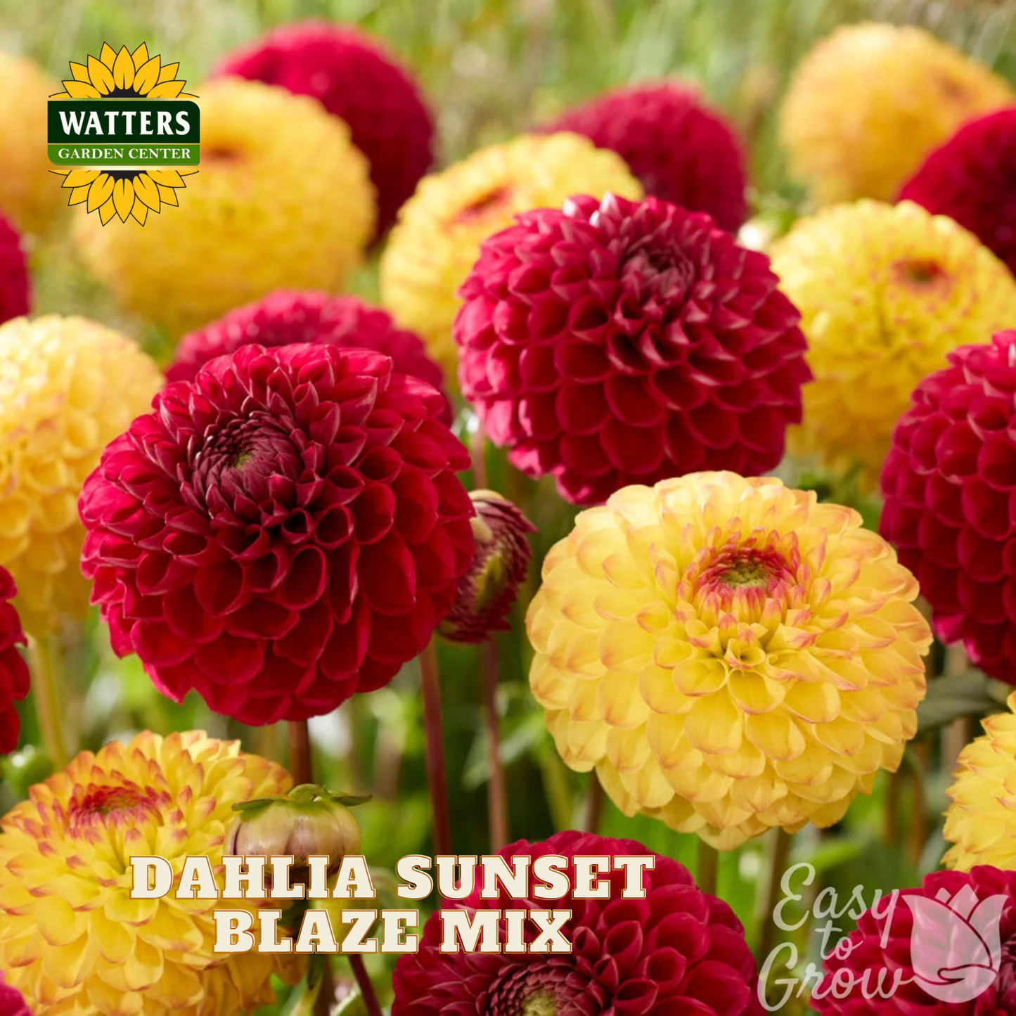 Dahlia flowers in sunset blaze mix with Watters Garden Center branding.