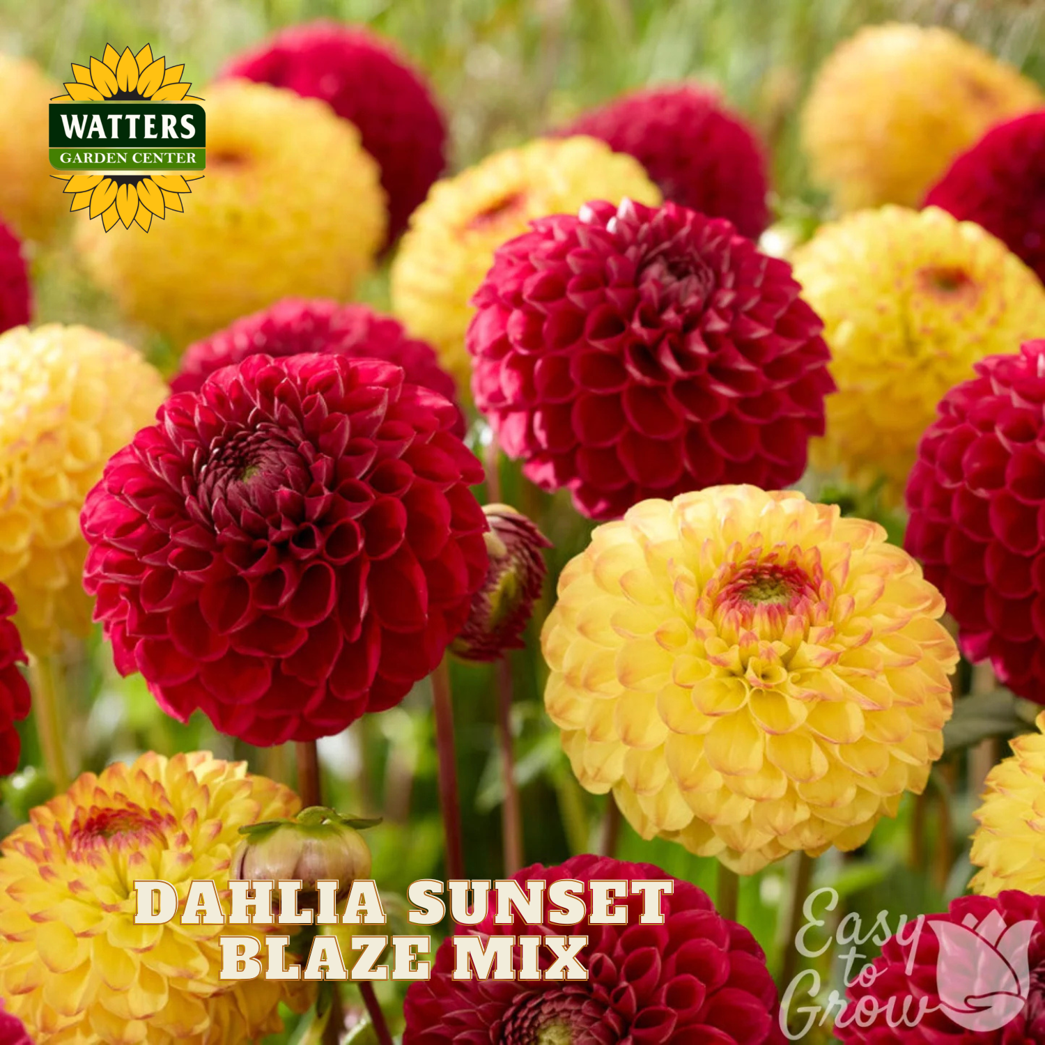 Dahlia flowers in sunset blaze mix with Watters Garden Center branding.