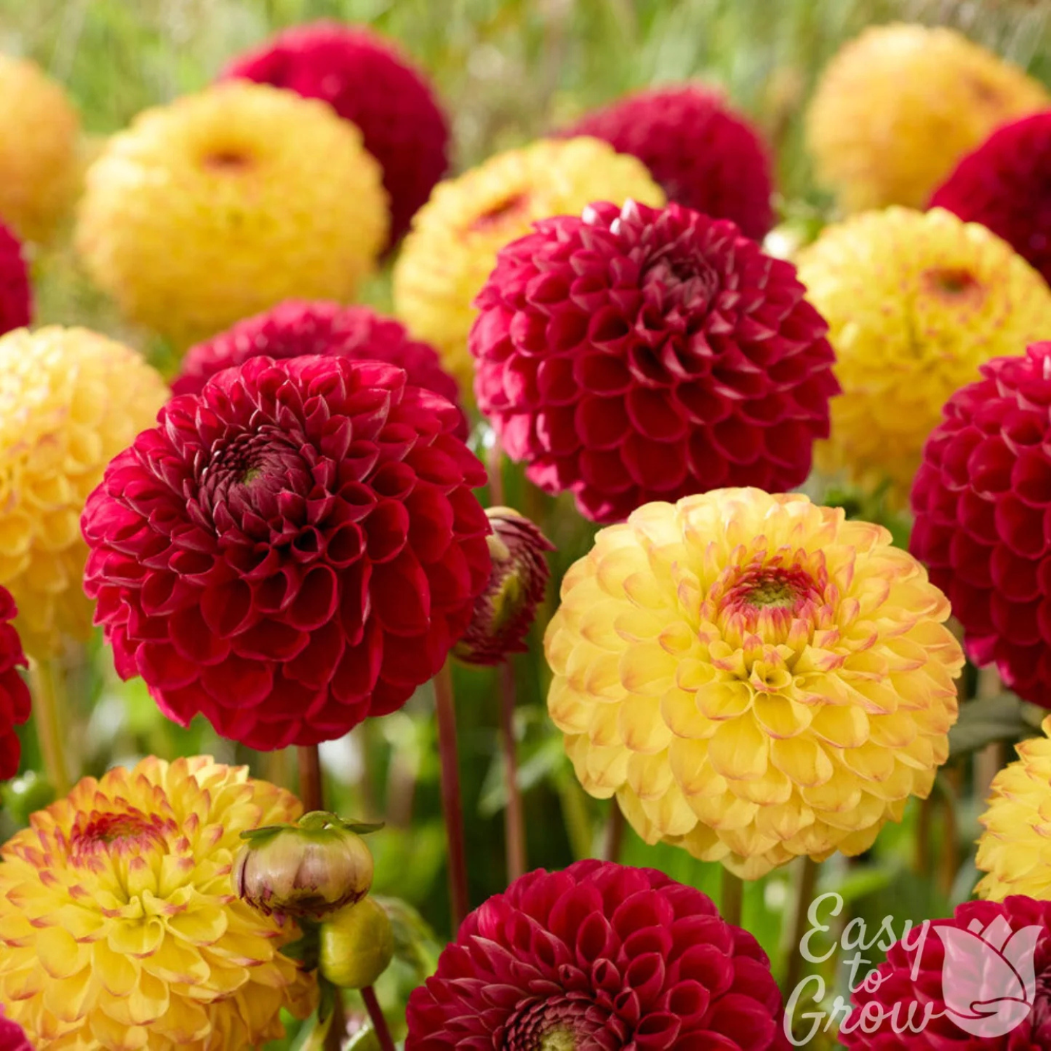 Colorful flowers with 'Easy to Grow' logo in the corner