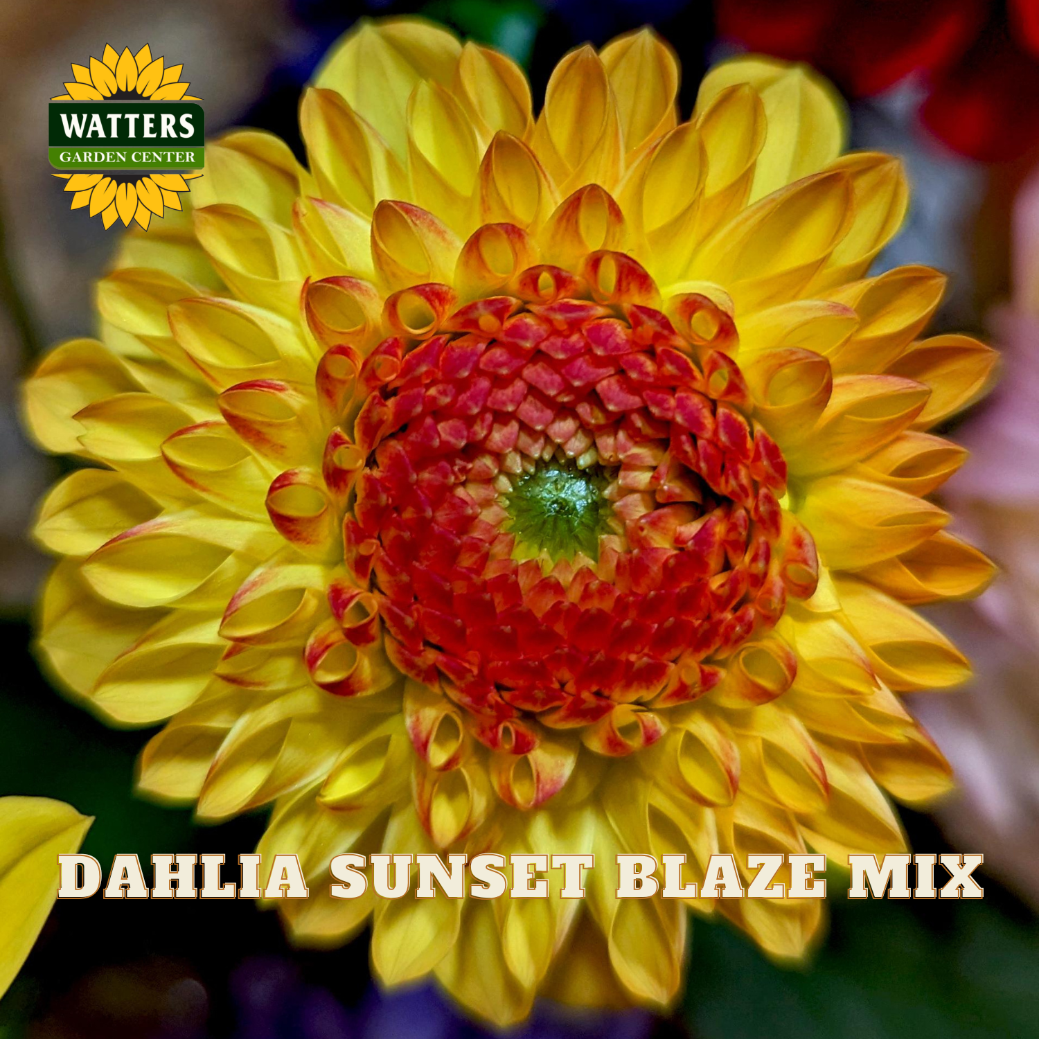 Yellow dahlia with red center labeled 'Dahlia Sunset Blaze Mix' from Watters Garden Center.