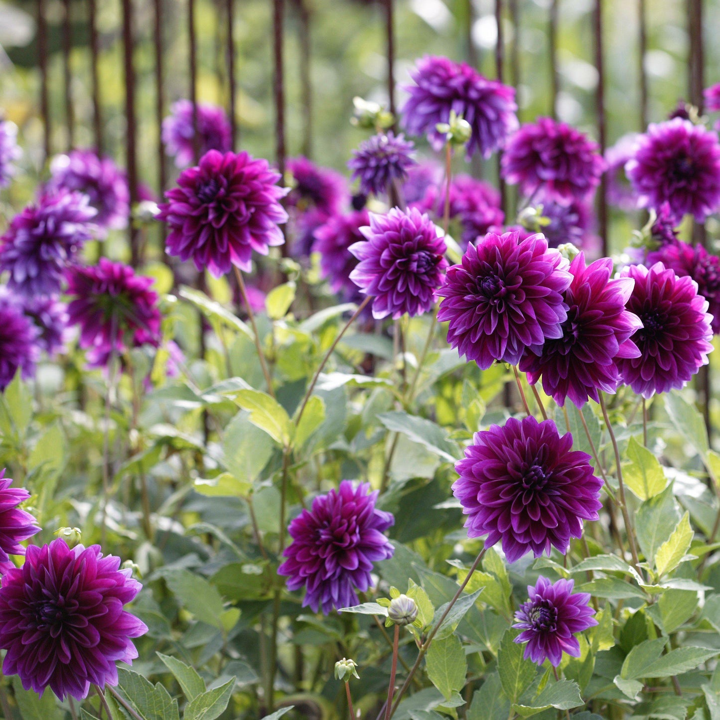 Dahlia - Thomas Edison