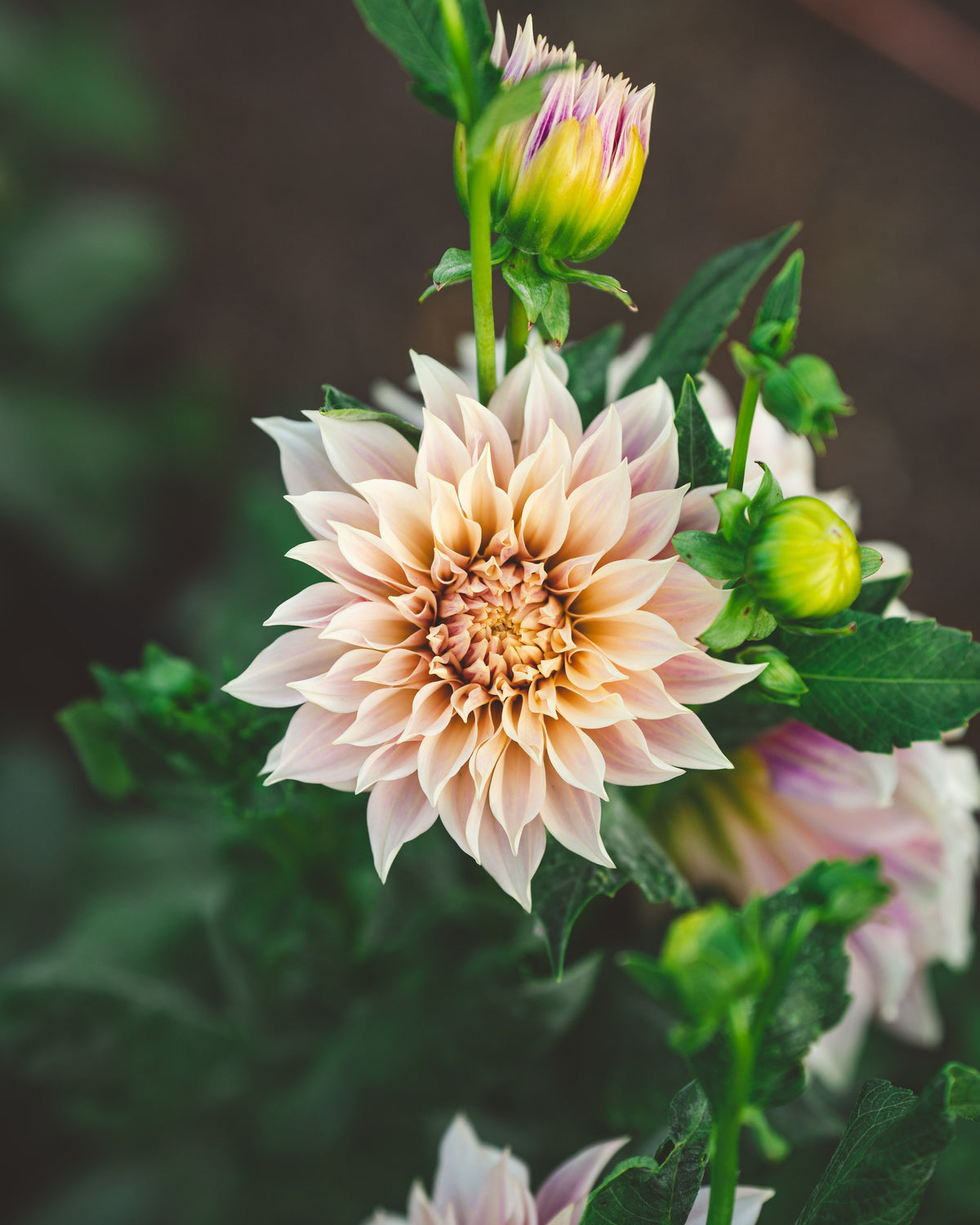 DINNER PLATE DAHLIA 2gal