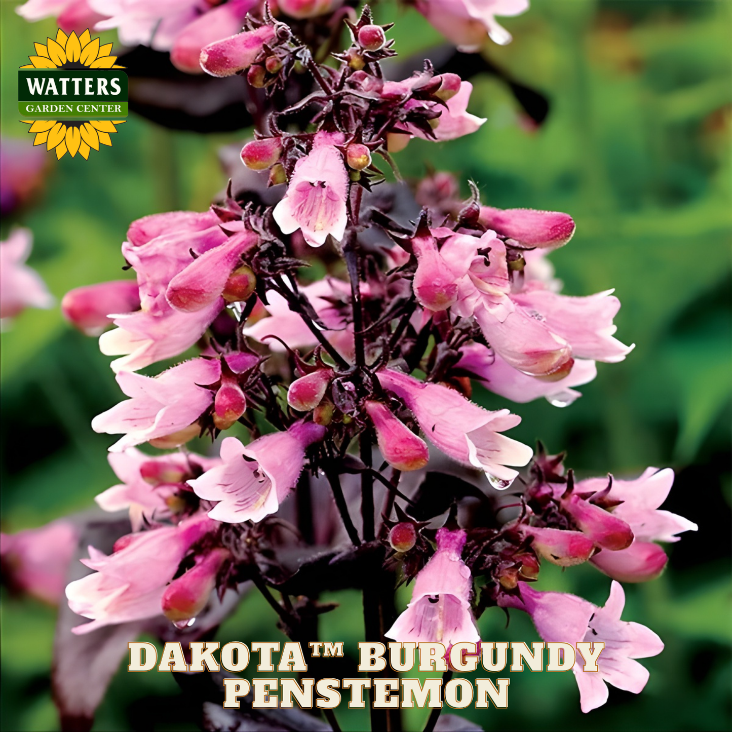 Pink penstemon flowers with 'Watters Garden Center' logo and 'Dakota Burgundy Penstemon' text.