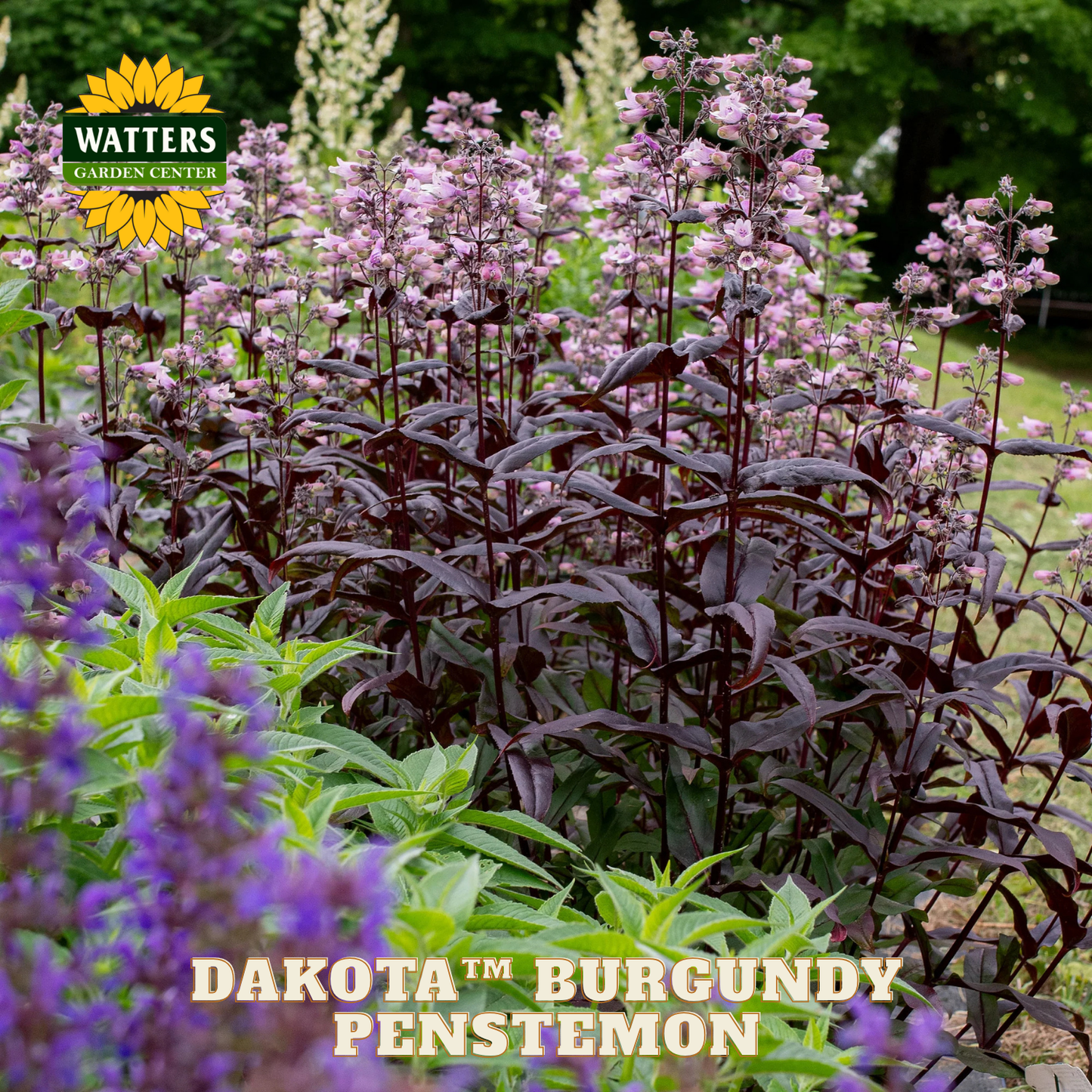 Burgundy penstemon plants with Watters Garden Center logo and 'Dakota Burgundy Penstemon' text.