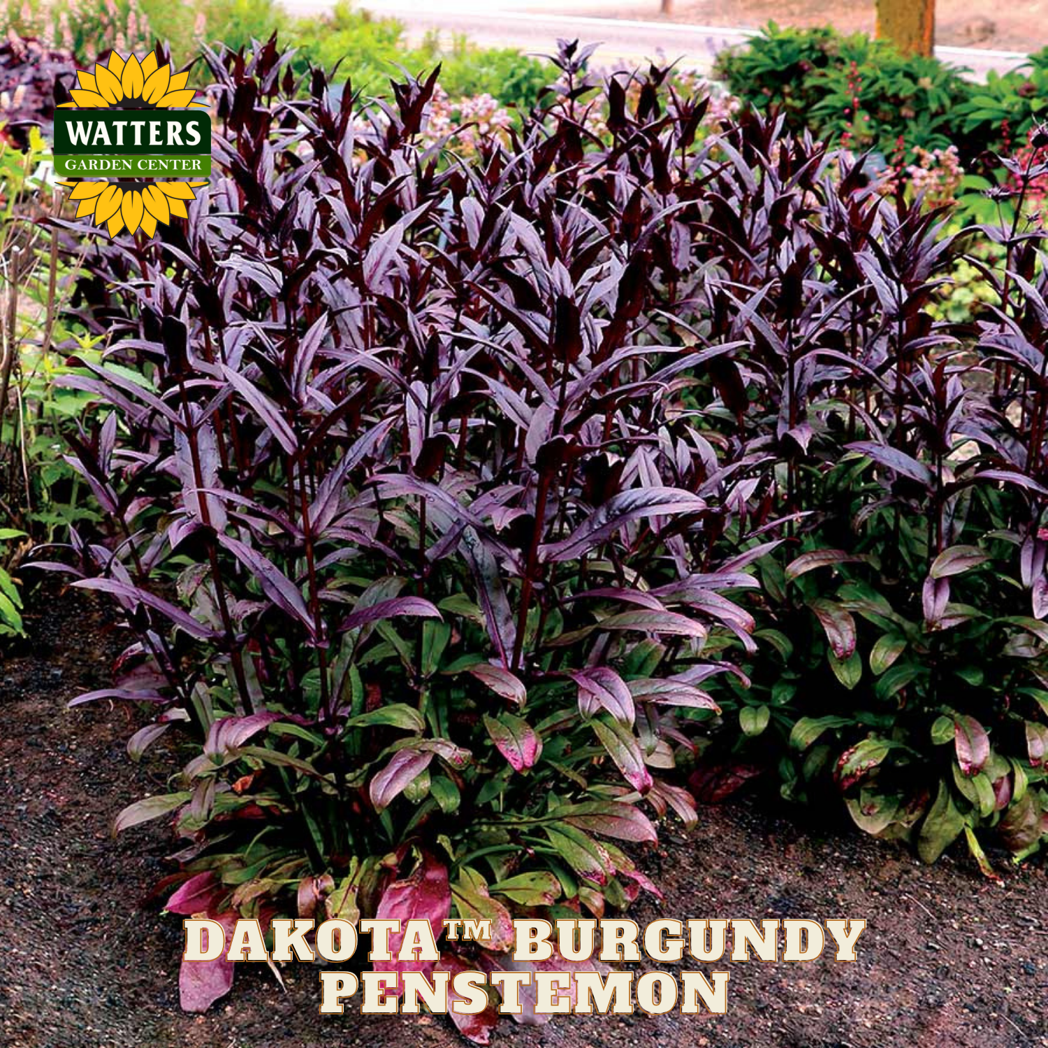 Burgundy penstemon plant with Watters Garden Center branding