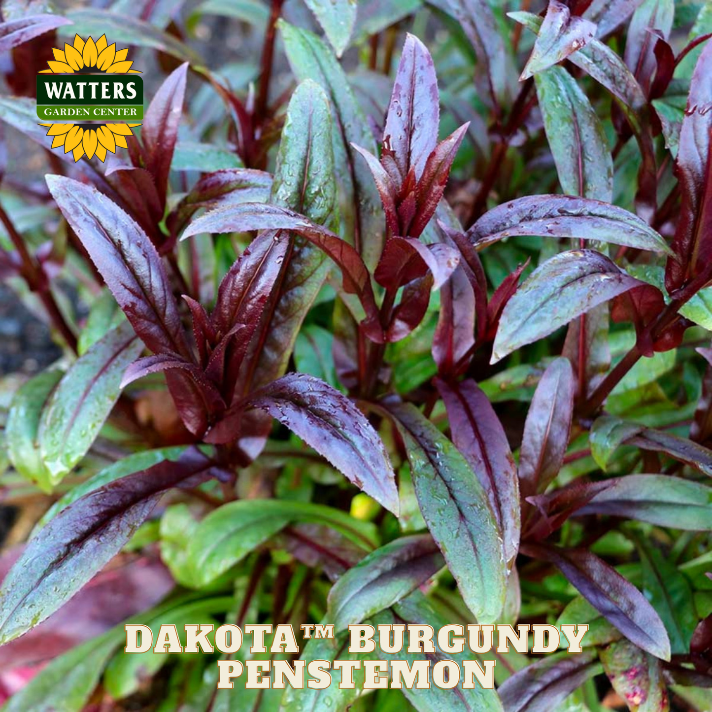 Burgundy penstemon plant with Watters Garden Center logo and product name text overlay.