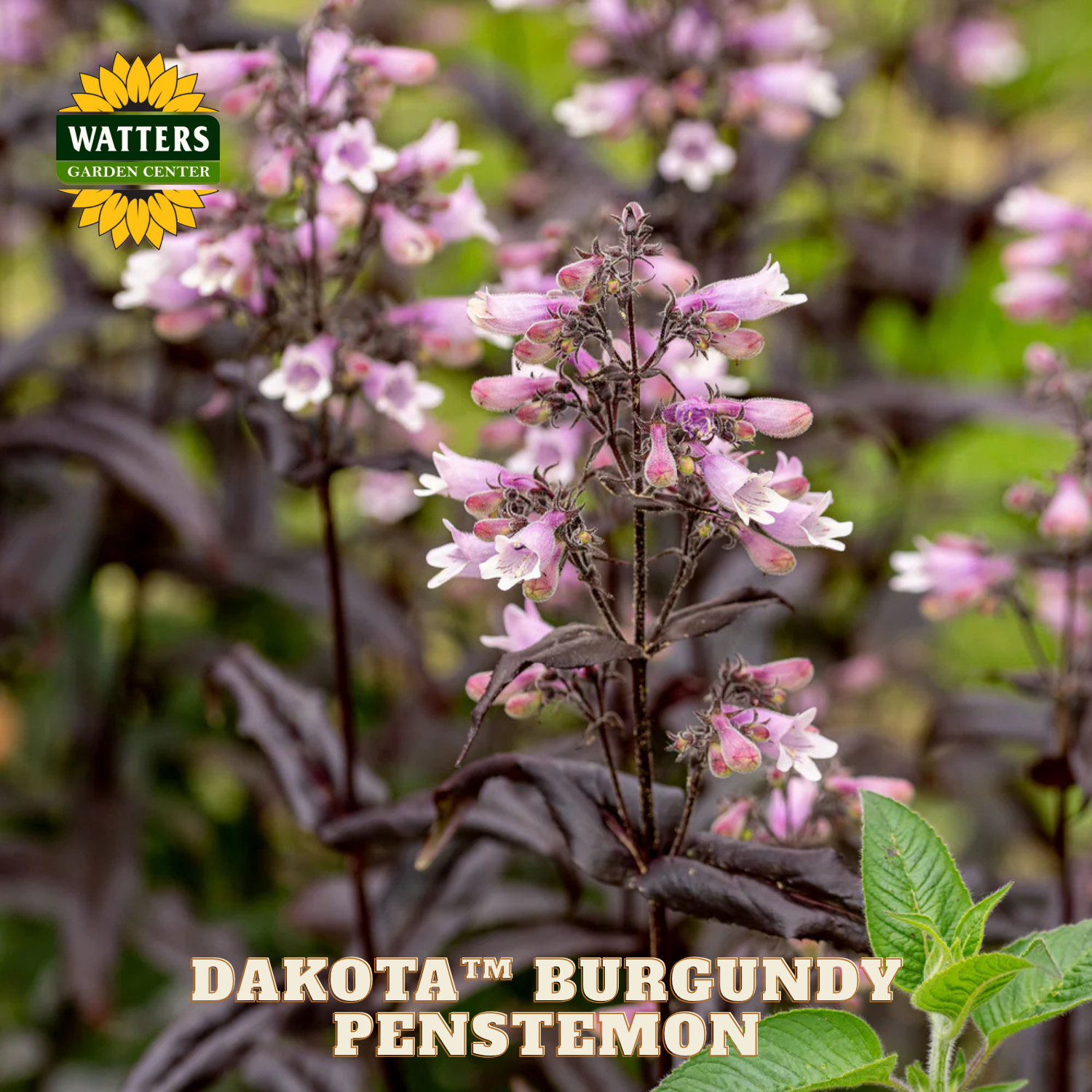 Pink penstemon flowers with Watters Garden Center branding and 'Dakota Burgundy Penstemon' text.