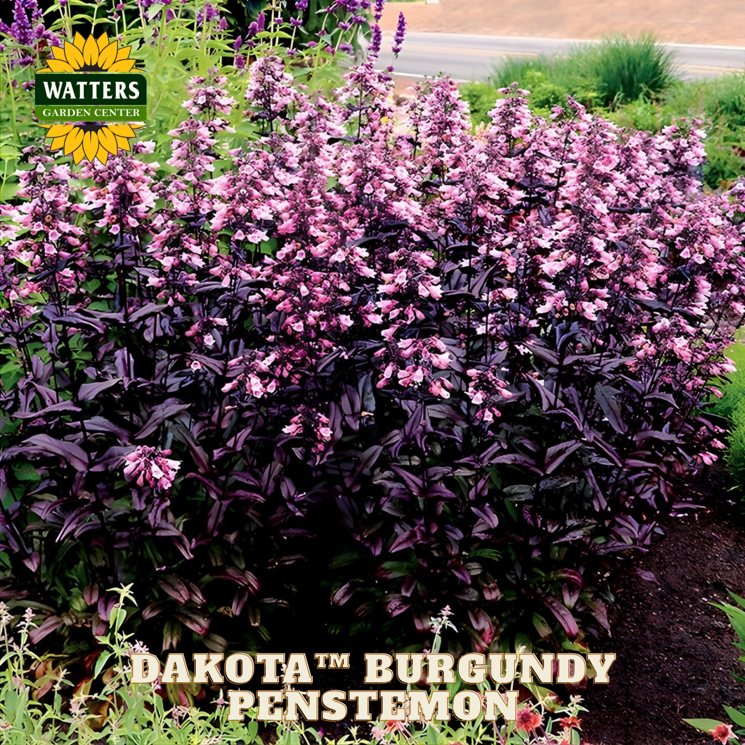 Burgundy penstemon plants with pink flowers in a garden setting, featuring Watters Garden Center branding.