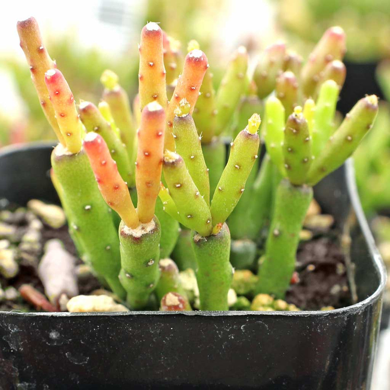 Dancing Cactus - Hatiora Salicornioides
