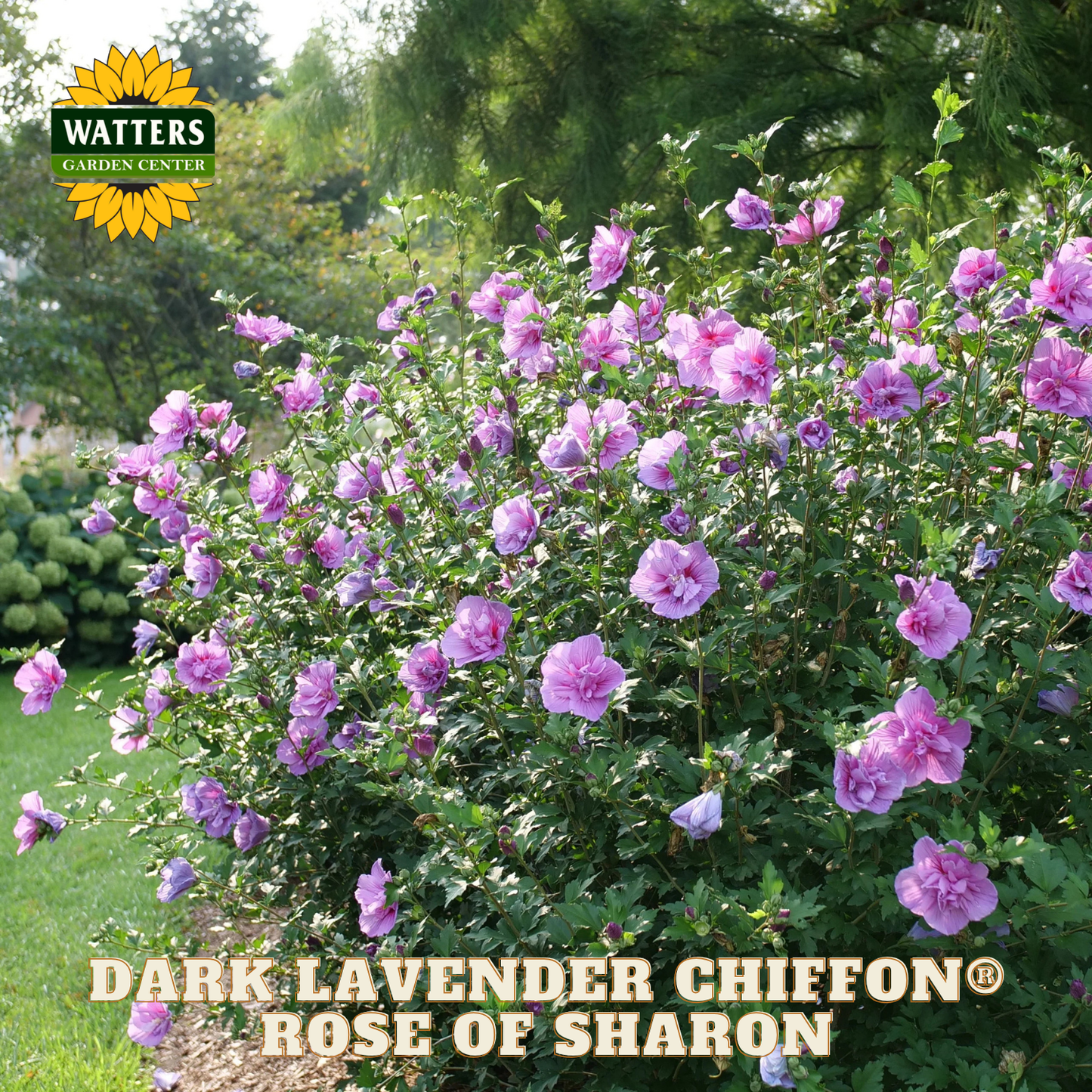 Bush of Dark Lavender Chiffon Rose of Sharon with Watters Garden Center branding.