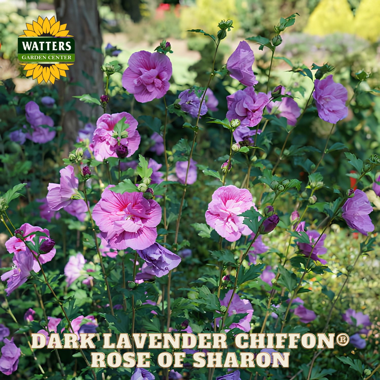 Dark Lavender Chiffon Rose of Sharon flowers with Watters Garden Center logo.