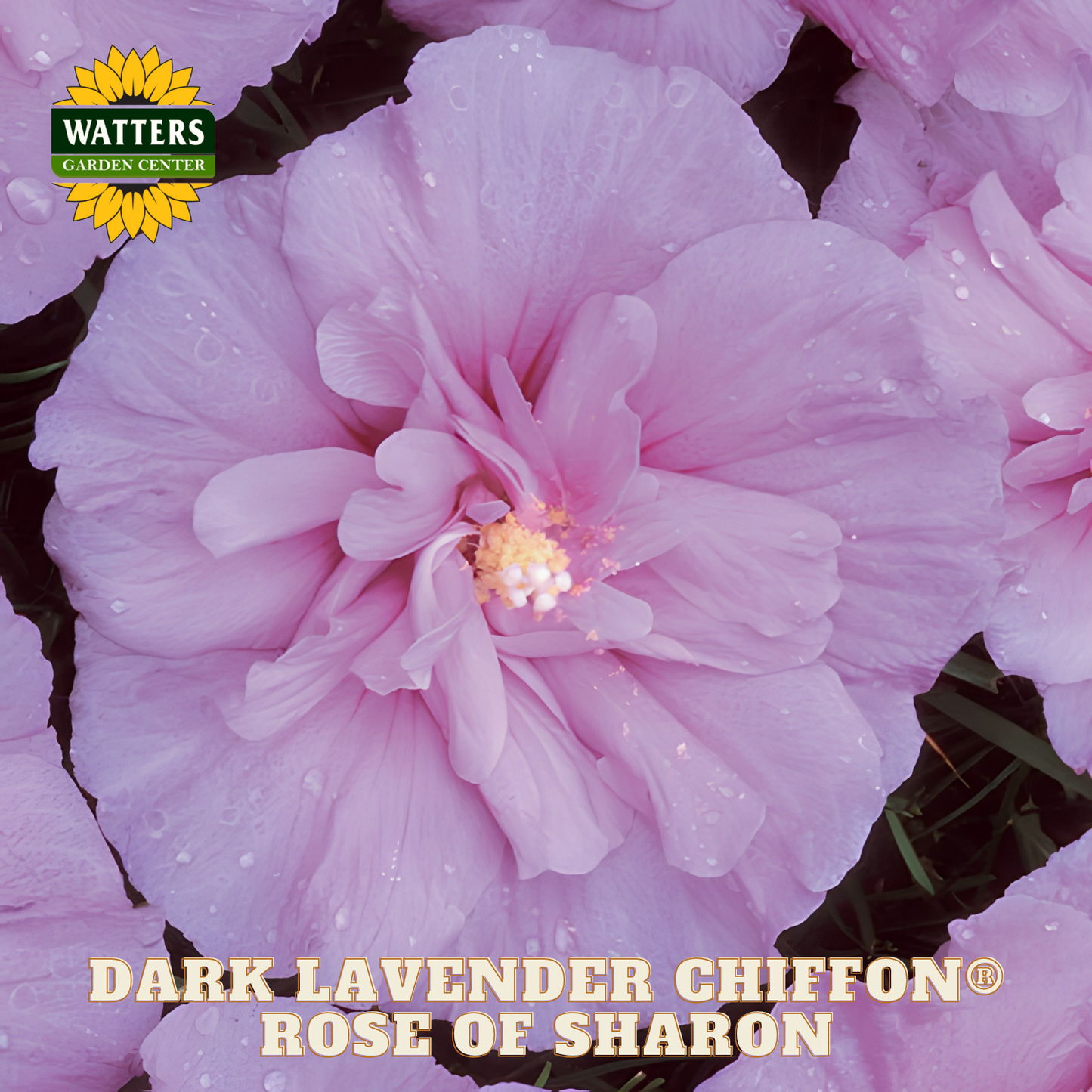 Close-up of a pink flower with 'Watters Garden Center' logo and text.