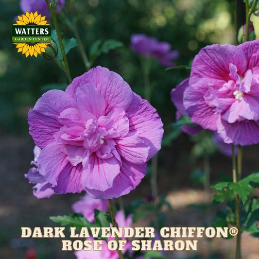 Pink flowers with Watters Garden Center logo and 'Dark Lavender Chiffon Rose of Sharon' text.