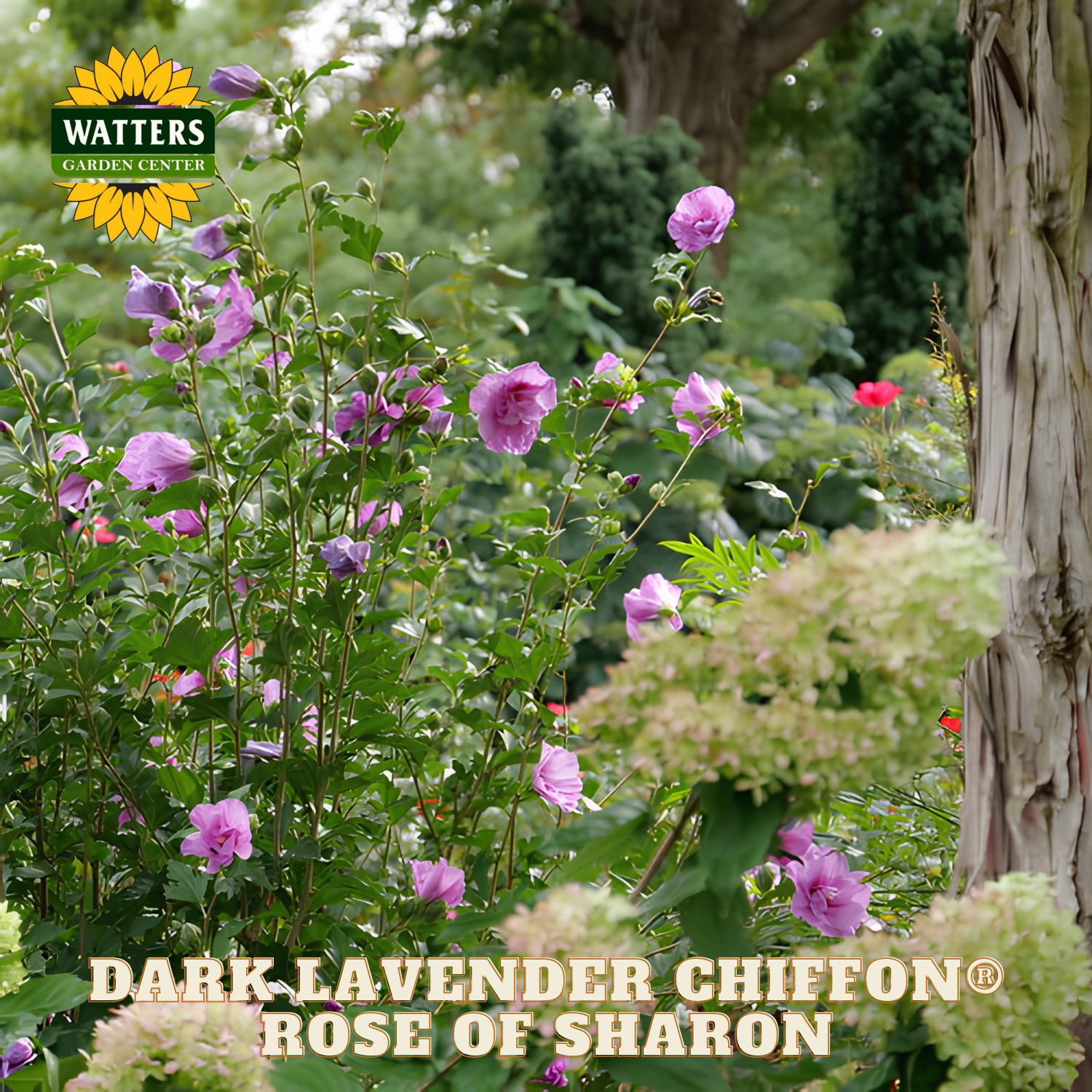 Garden scene with 'Dark Lavender Chiffon' Rose of Sharon flowers and Watters Garden Center logo.