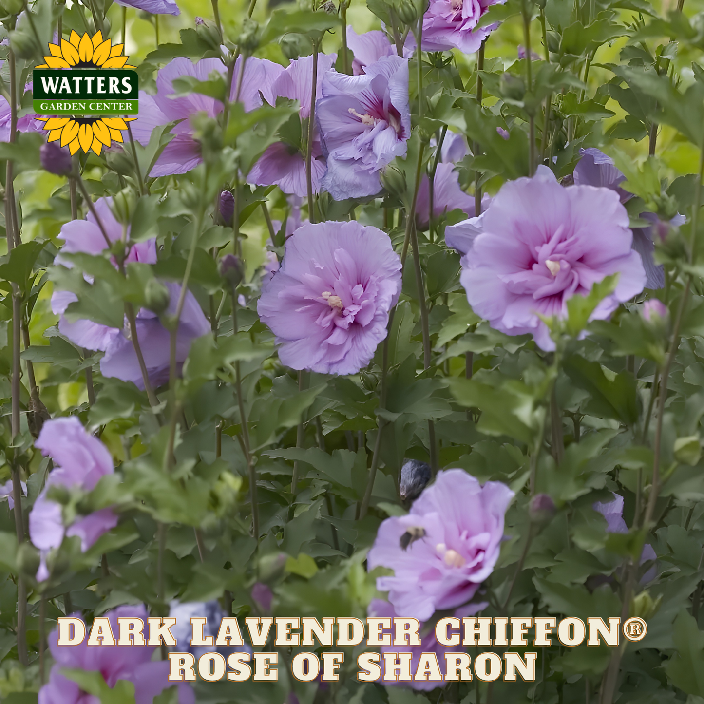 Dark lavender 'Chiffon' Rose of Sharon flowers with green leaves and Watters Garden Center logo.