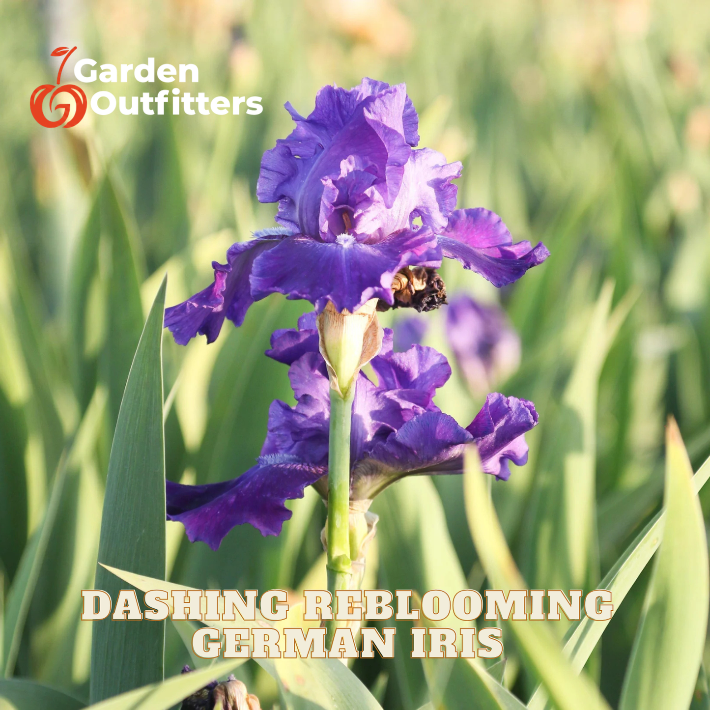 A purple dashing reblooming German Iris flower in full bloom, surrounded by green leaves. The text 'Dashing Reblooming German Iris' is displayed at the bottom, and the 'Garden Outfitters' logo is in the top left corner.