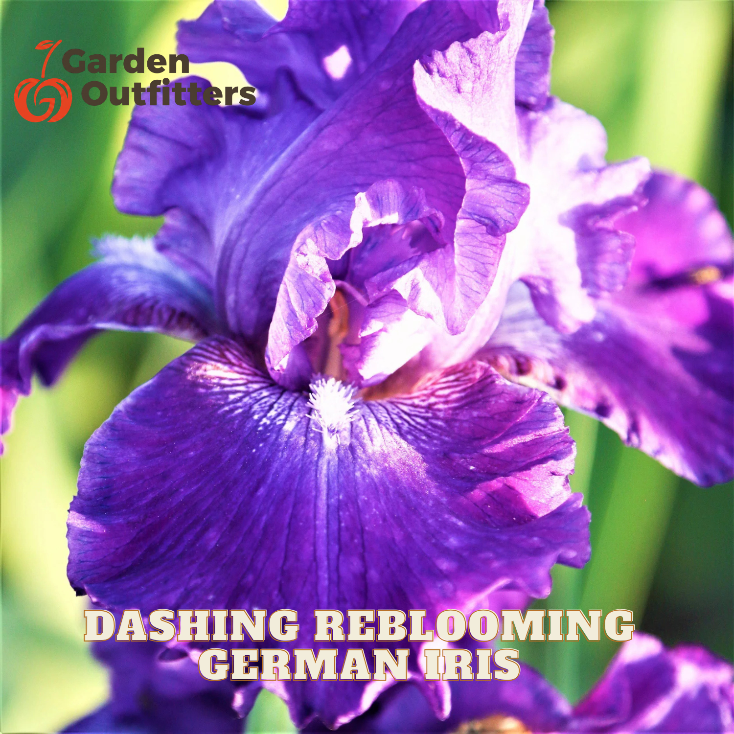 A close-up of a blooming purple German iris flower with green leaves and a green bud, set against a blurred garden background. Text overlays read 'Garden Outfitters' and 'Dashing Reblooming German Iris'.