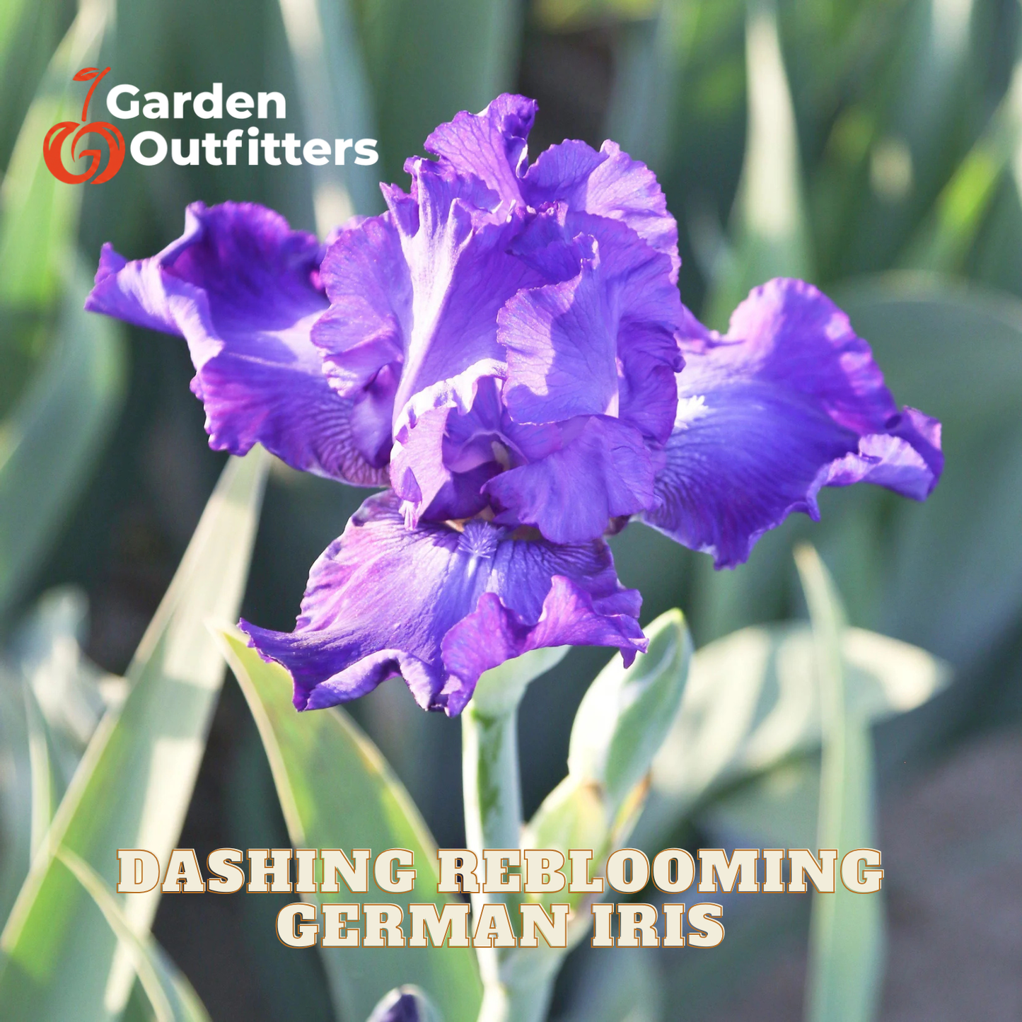 A purple dashing reblooming German Iris flower in full bloom, surrounded by green leaves. The text 'Dashing Reblooming German Iris' is displayed at the bottom, and the 'Garden Outfitters' logo is in the top left corner.