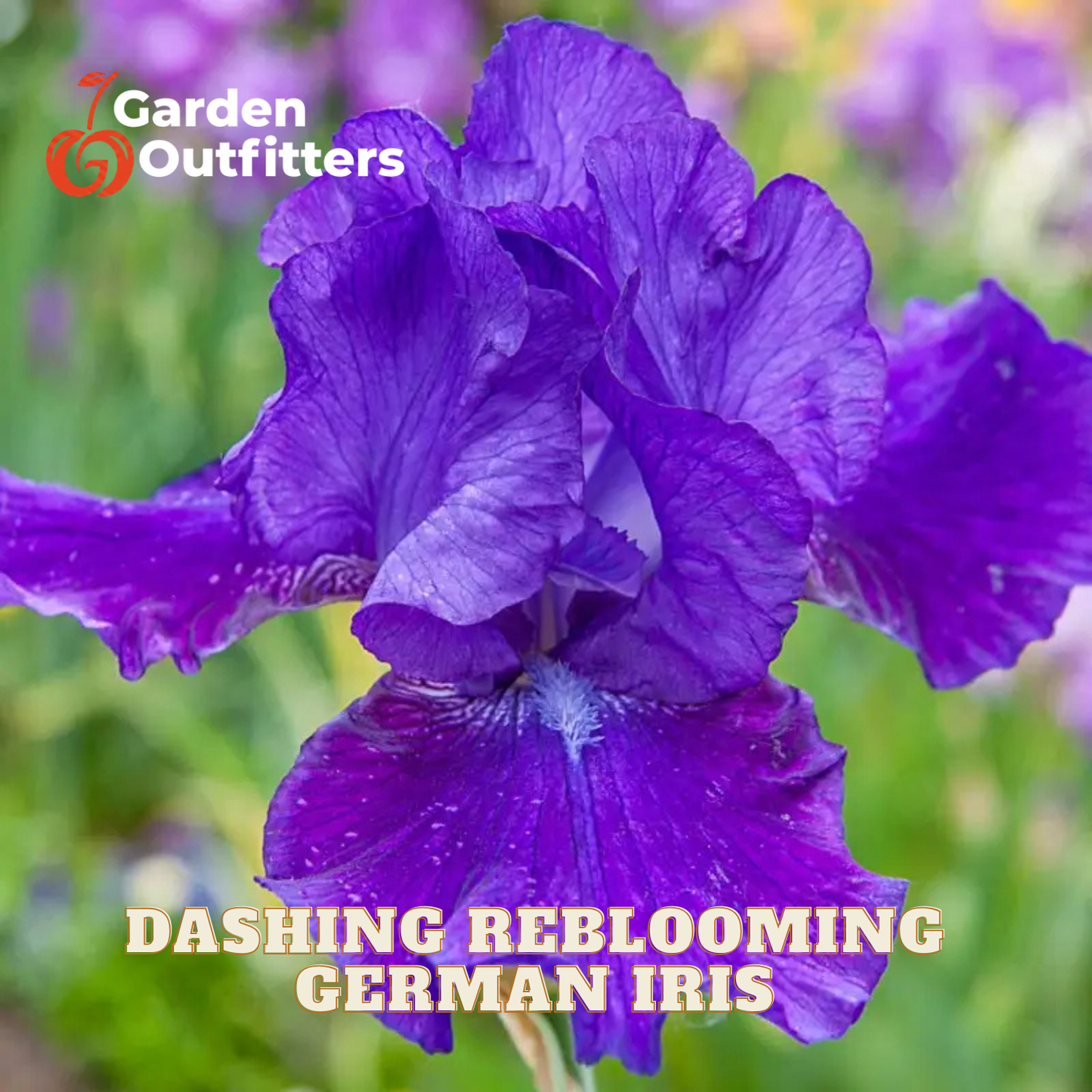 A purple dashing reblooming German Iris flower in full bloom, surrounded by green leaves. The text 'Dashing Reblooming German Iris' is displayed at the bottom, and the 'Garden Outfitters' logo is in the top left corner.