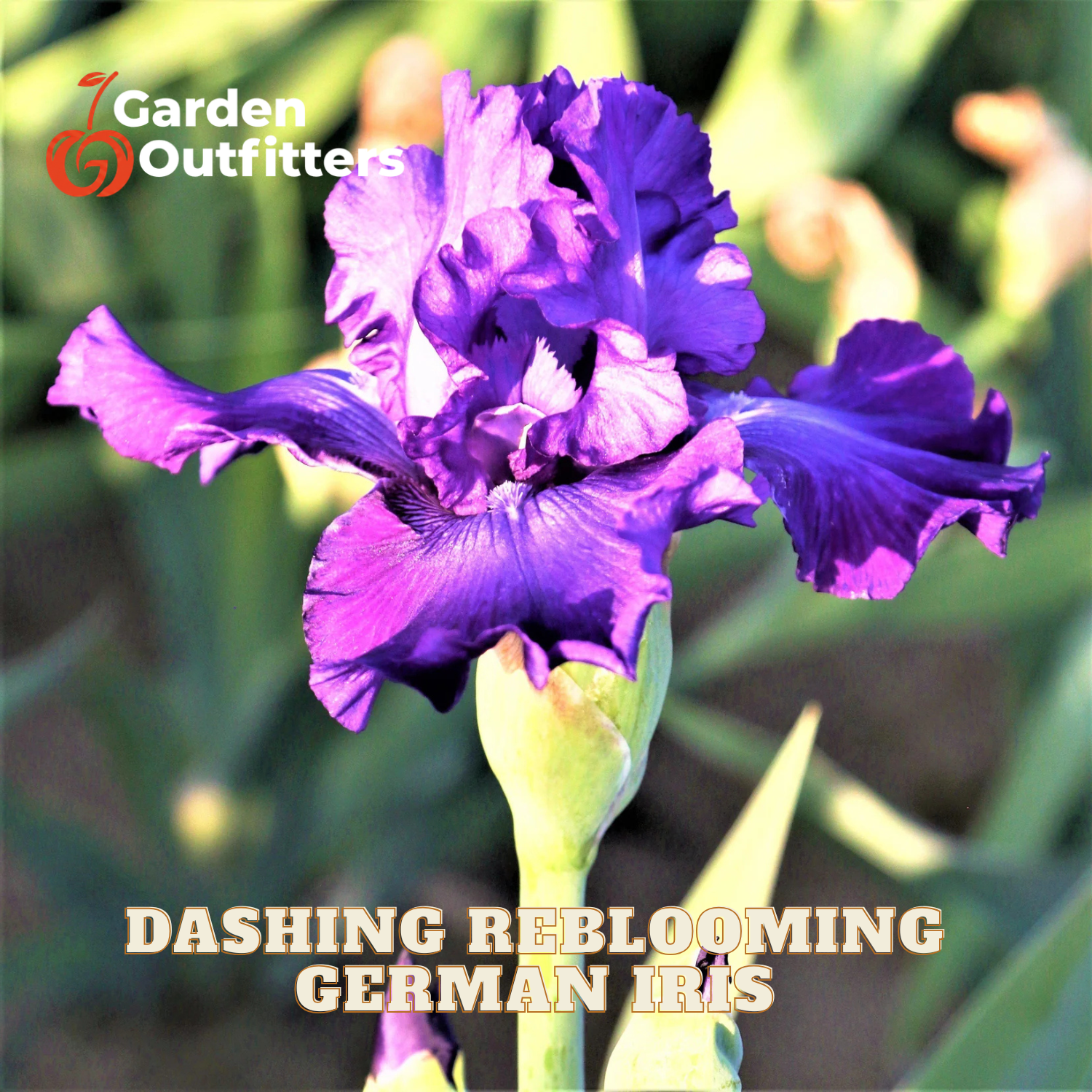 A close-up of a blooming purple German iris flower with green leaves and a green bud, set against a blurred garden background. Text overlays read 'Garden Outfitters' and 'Dashing Reblooming German Iris'.