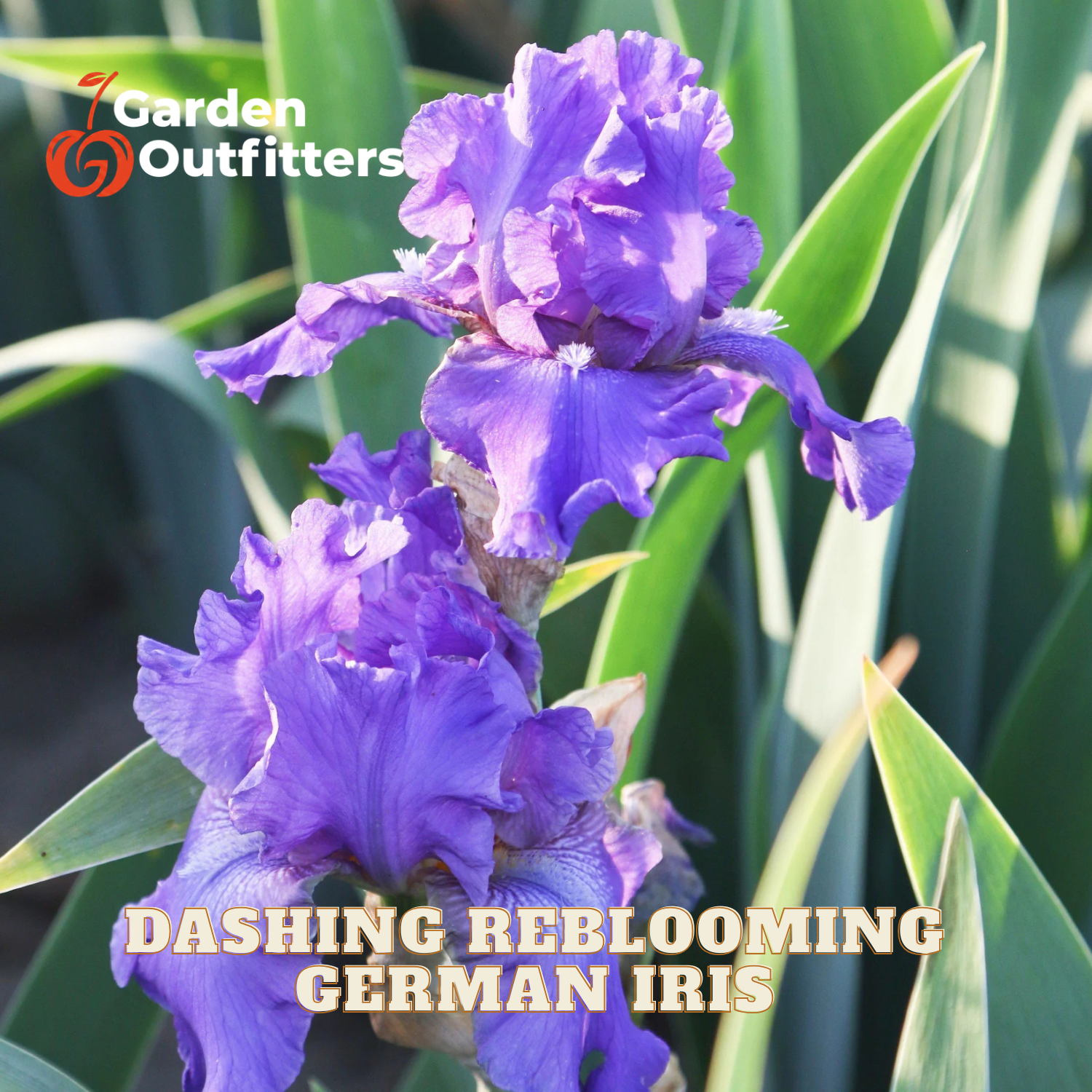 Purple dashing reblooming German iris flowers in bloom with green leaves, featuring Garden Outfitters logo and text overlay.