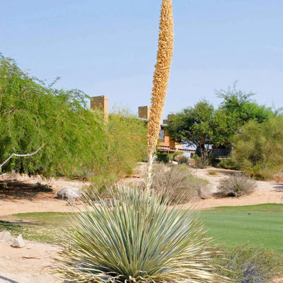 SILVER DESERT SPOON 2gal