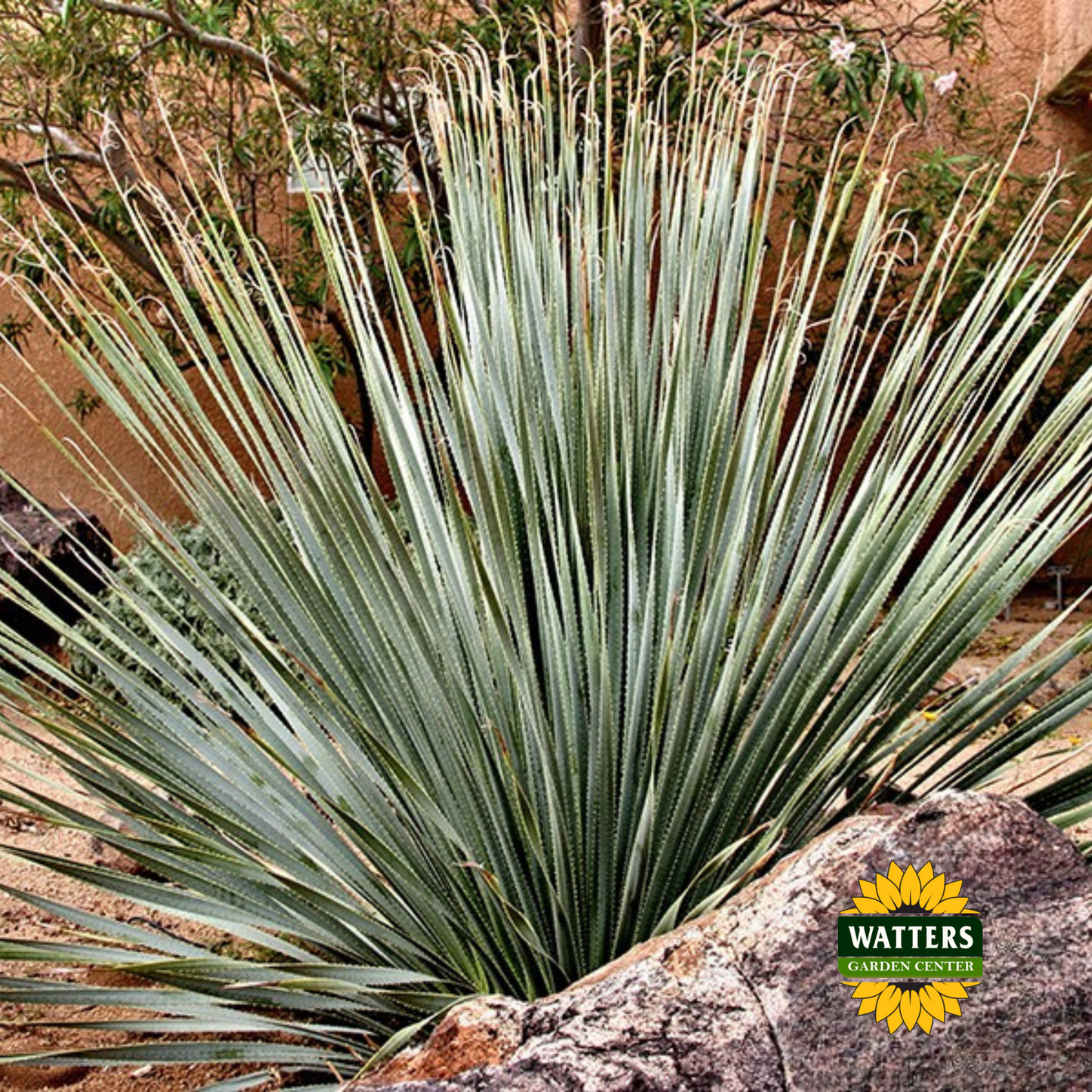 SILVER DESERT SPOON 2gal