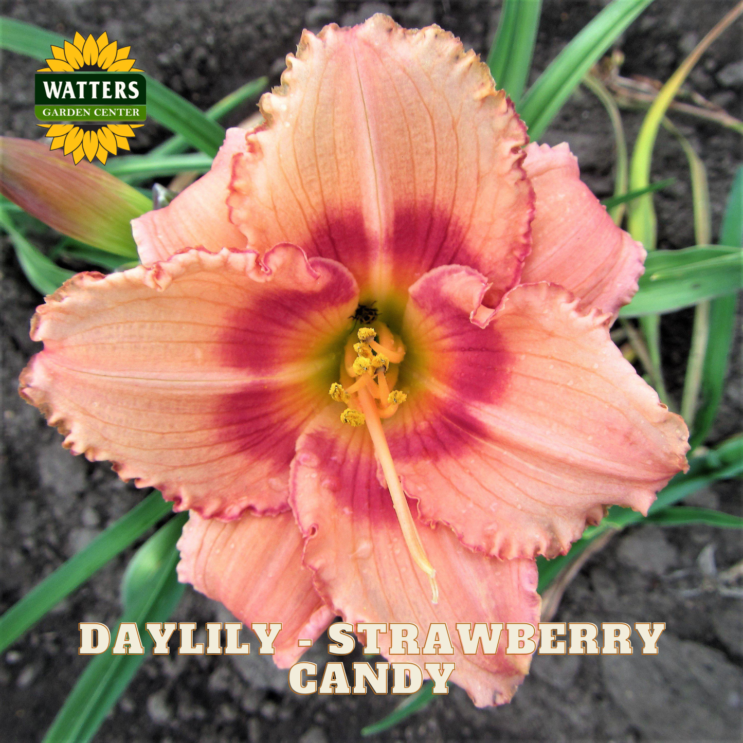 A close-up of a single daylily flower with peachy pink petals, a deep magenta center, and green leaves in the background. Text at the bottom reads 'DAYLILY - STRAWBERRY CANDY' and a Watters Garden Centers logo appears in the top left.