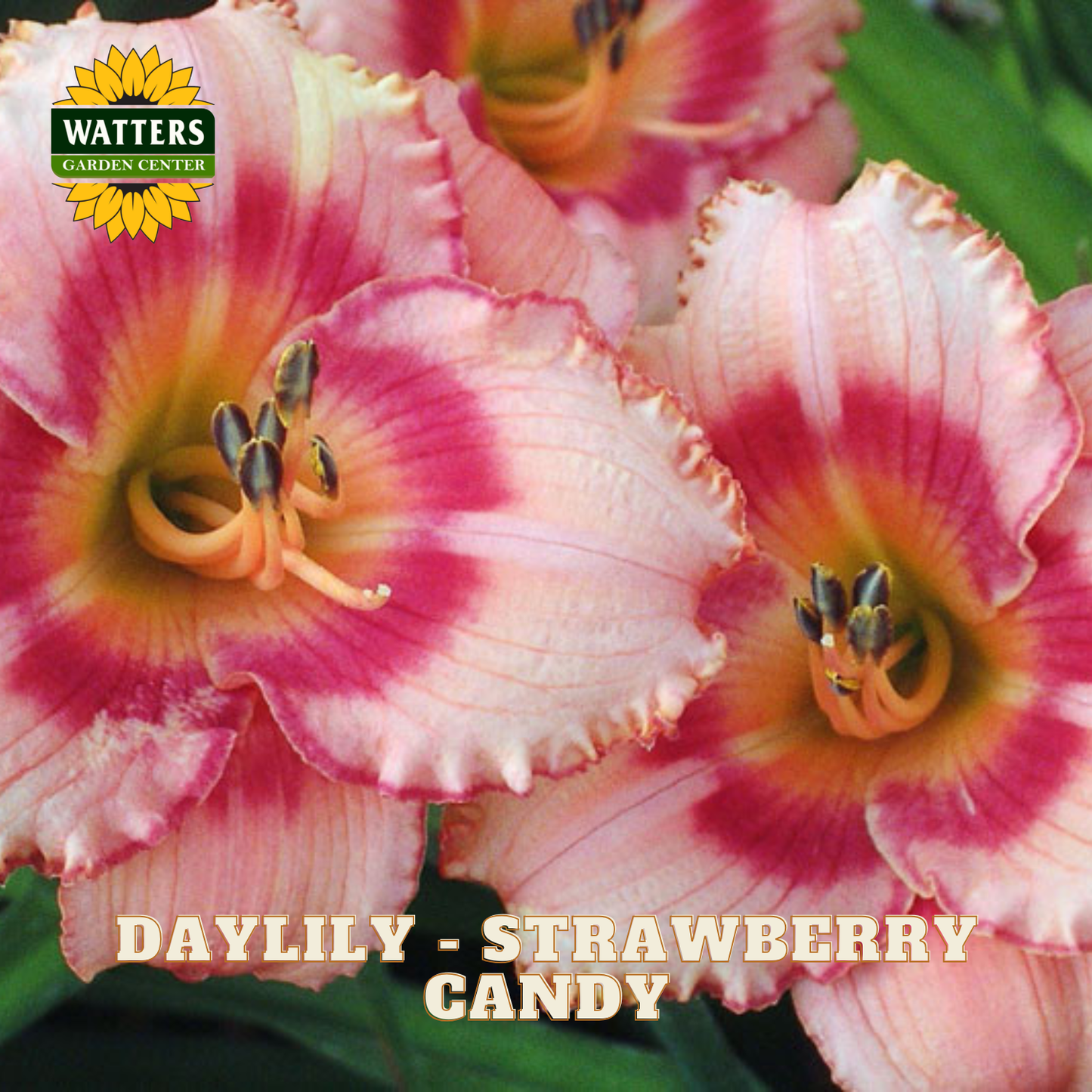 Close-up of pink and white daylily flowers with deep magenta stripes and yellow centers, with the text 'DAYLILY - STRAWBERRY CANDY' and a 'WATTERS GARDEN CENTER' logo.