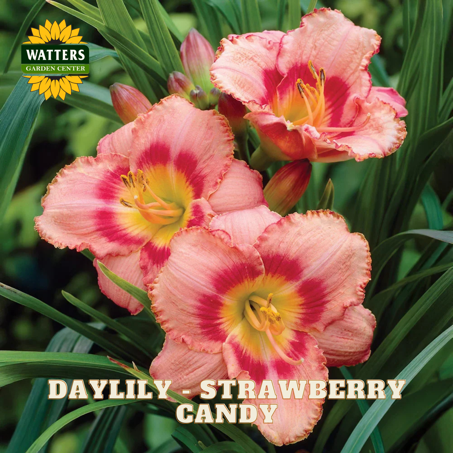 Daylily flowers with pink and red ruffled petals and yellow centers, growing among green leaves. The Watters Garden Centers logo appears in the top left, and the text 'DAYLILY - STRAWBERRY CANDY' is shown at the bottom.
