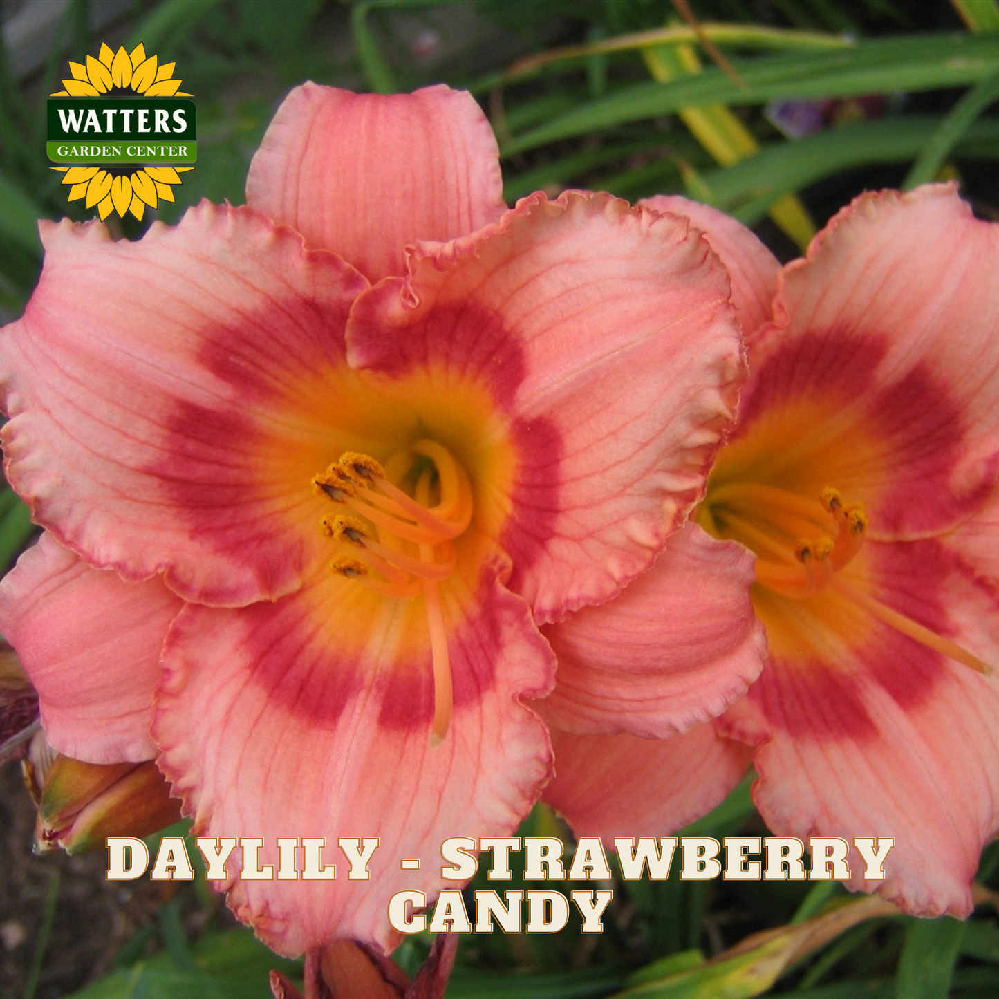 Close-up of pink daylily flowers with deep red stripes and yellow centers, with green foliage in the background. Text overlay reads 'DAYLILY - STRAWBERRY CANDY' and a Watters Garden Centers logo appears in the top left.