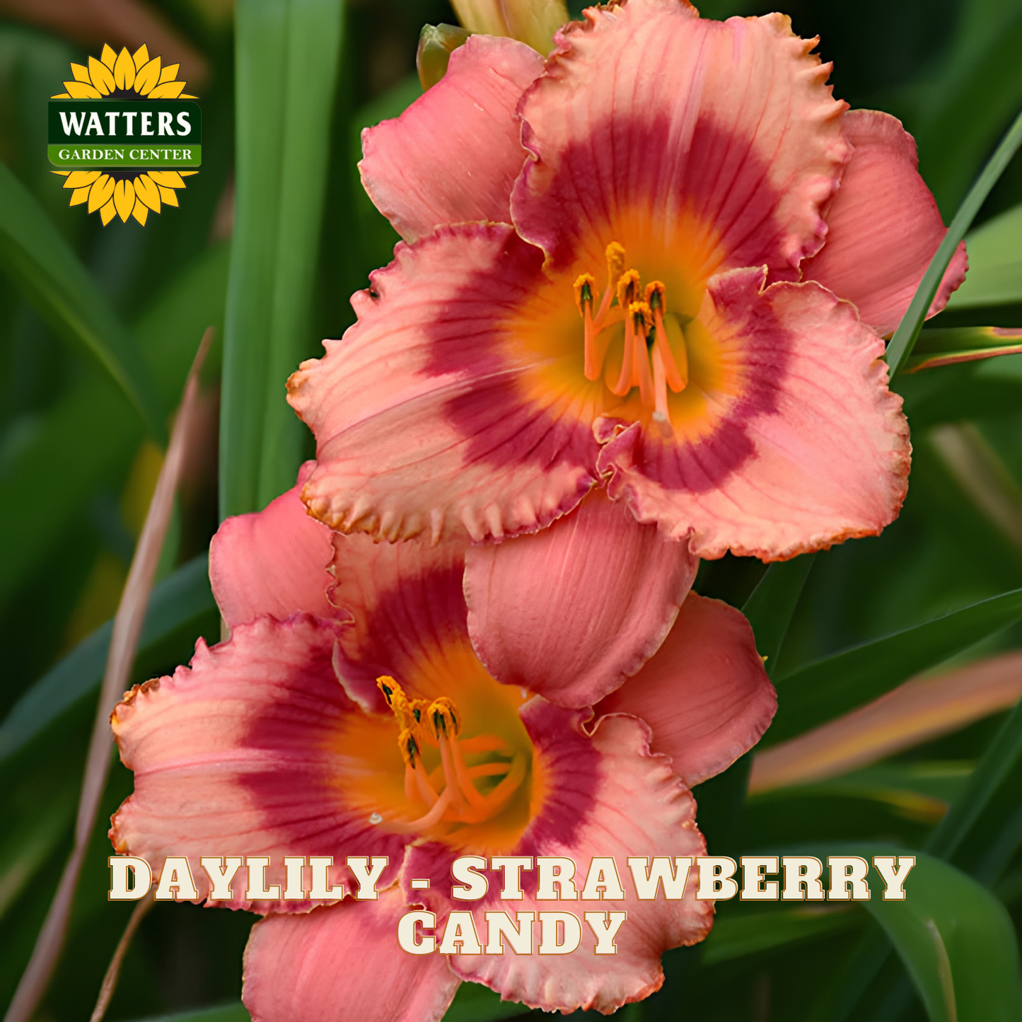 Close-up of two pink daylily flowers with deep burgundy centers and yellow-orange throats, growing among green leaves. The Watters Garden Center logo appears in the top left, and the text 'DAYLILY - STRAWBERRY CANDY' is overlaid at the bottom.