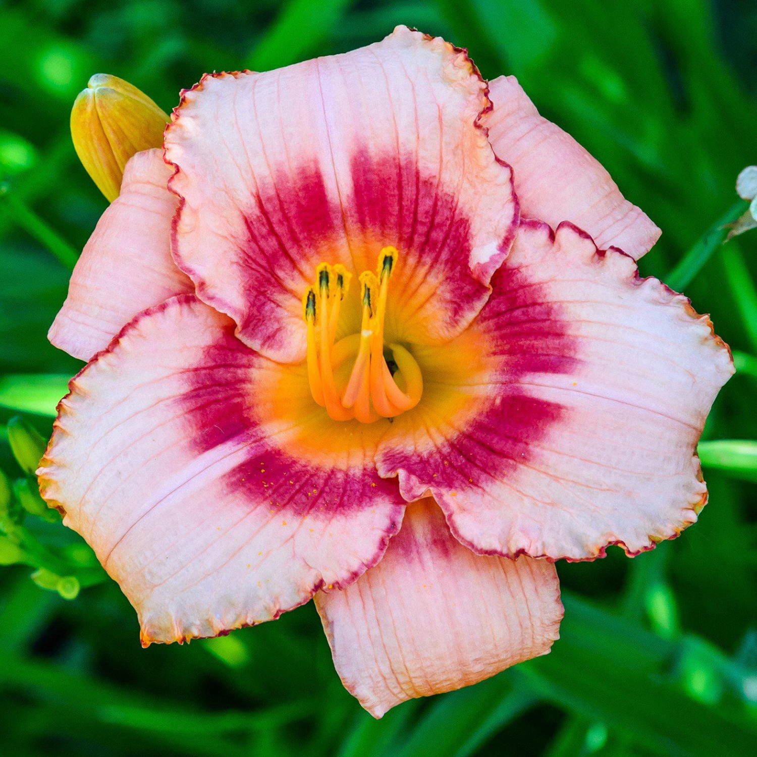 A close-up of a pink daylily flower with deep magenta-purple stripes and a bright yellow-orange center, set against a blurred green garden background.