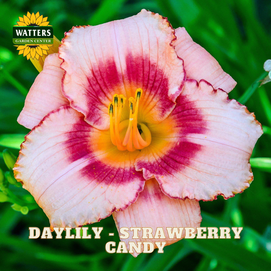 A close-up of a blooming daylily flower with pale pink petals, a deep magenta center, and a bright yellow-orange core, set against green foliage. Text at the bottom reads 'DAYLILY - STRAWBERRY CANDY' and the Watters Garden Center logo appears in the top left.