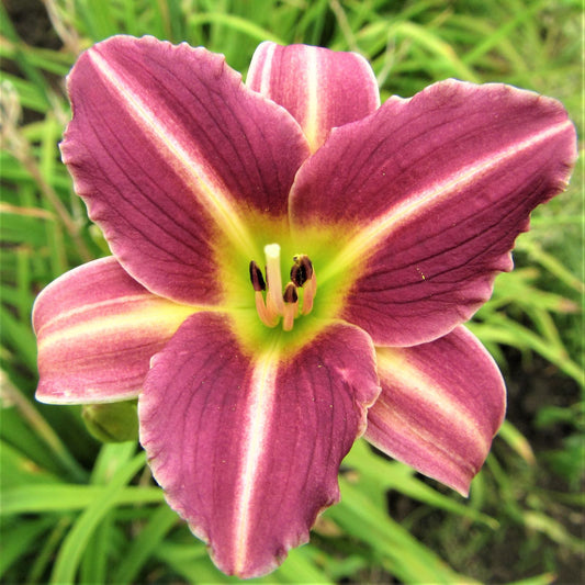 Daylily - Mary Reed